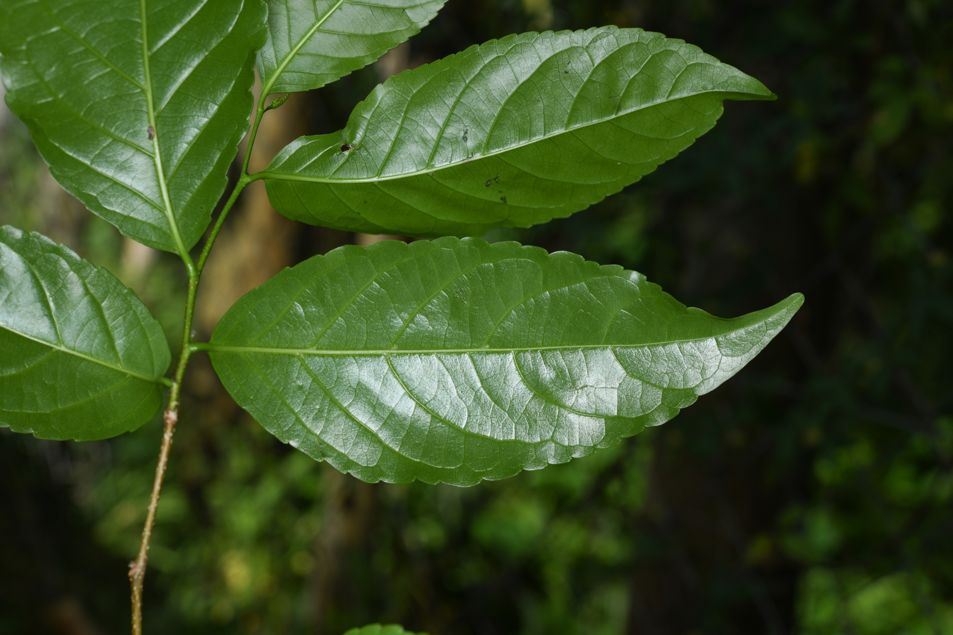 Homalium racemosum Jacq. - Photo Bivouac Naturaliste