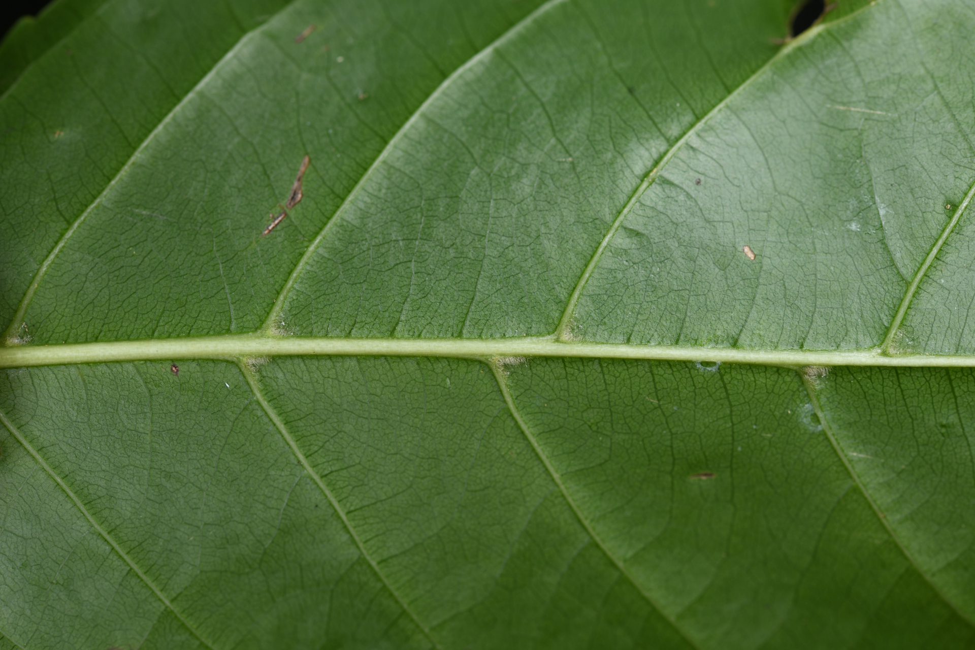 Homalium racemosum Jacq. - Photo Bivouac Naturaliste