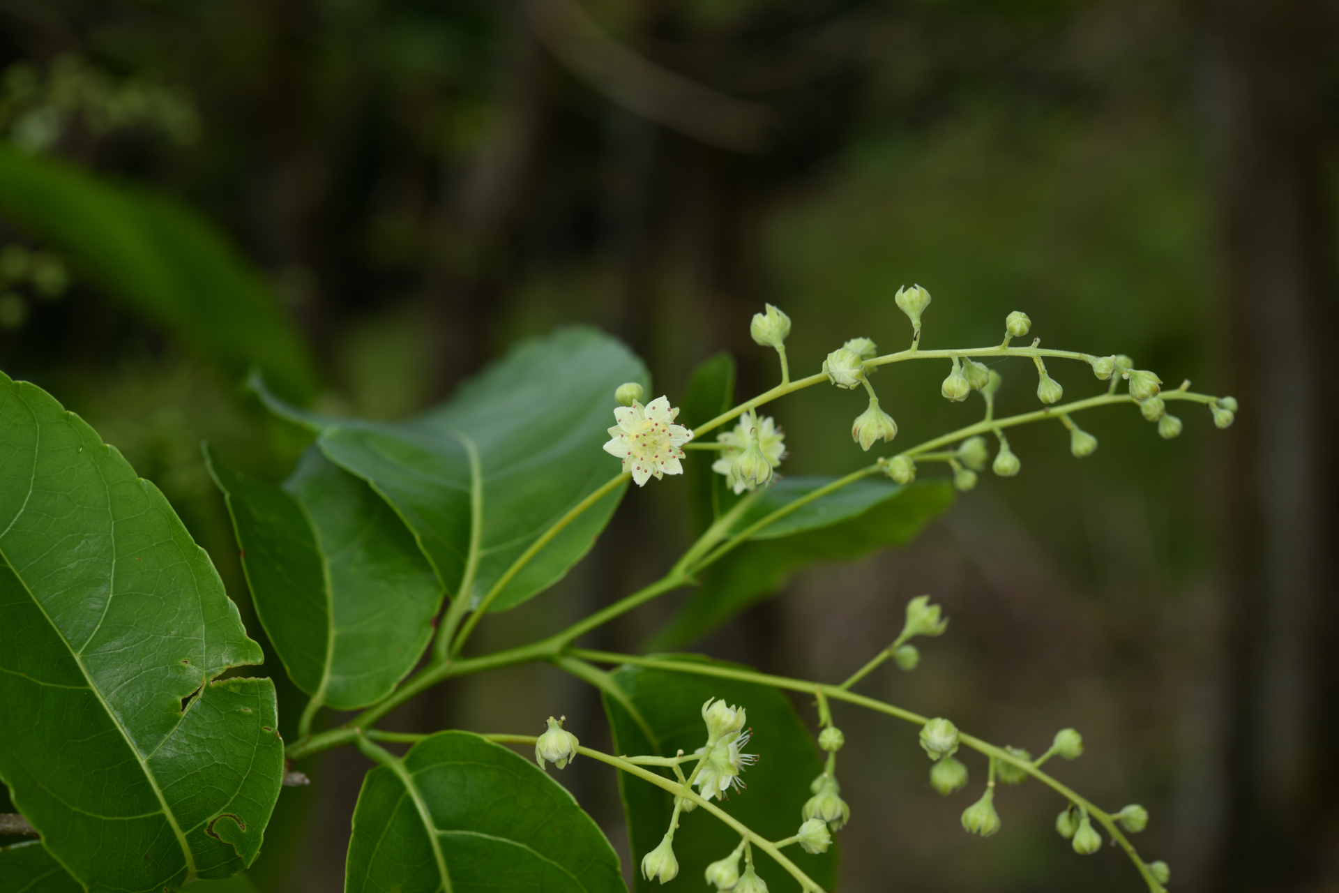 Homalium racemosum Jacq. - Photo Bivouac Naturaliste