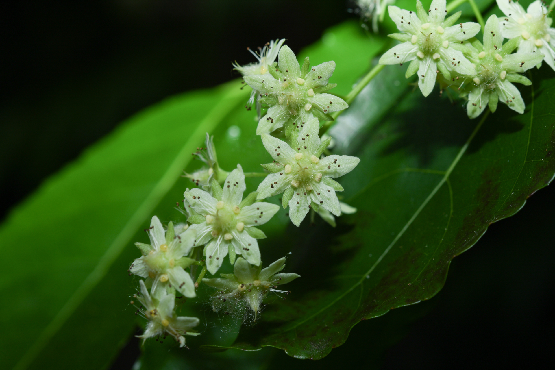 Homalium racemosum Jacq. - Photo Bivouac Naturaliste