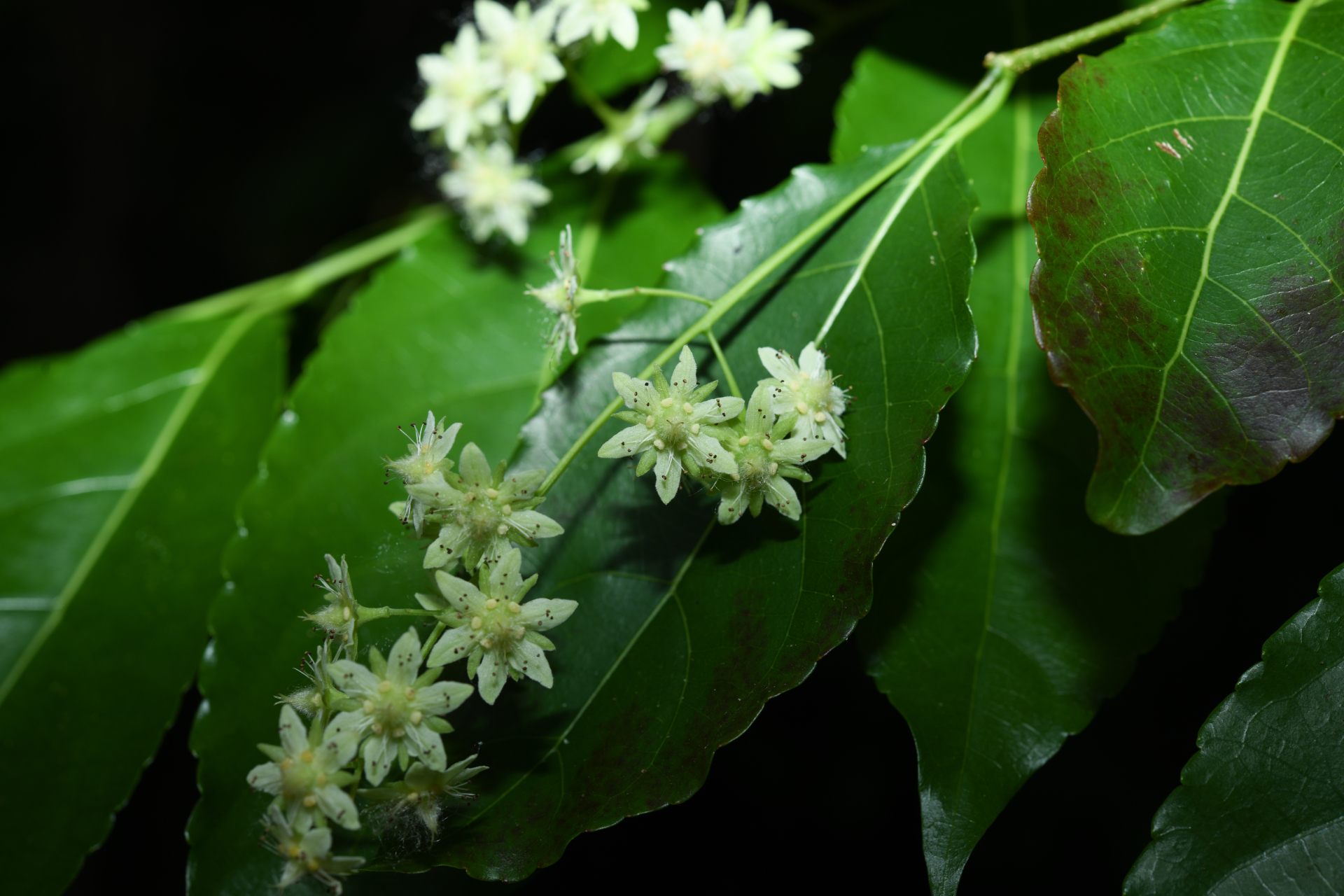 Homalium racemosum Jacq. - Photo Bivouac Naturaliste