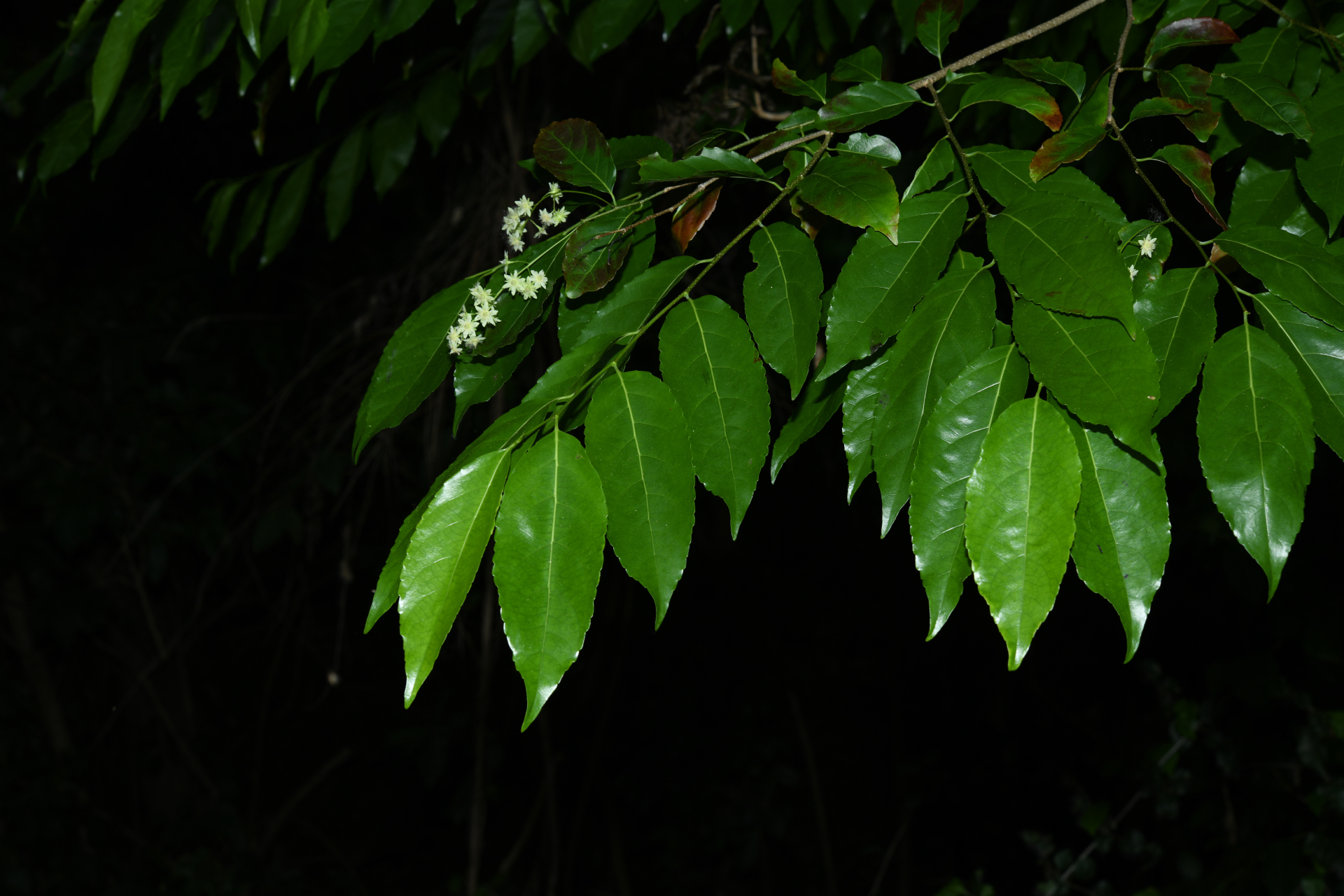 Homalium racemosum Jacq. - Photo Bivouac Naturaliste