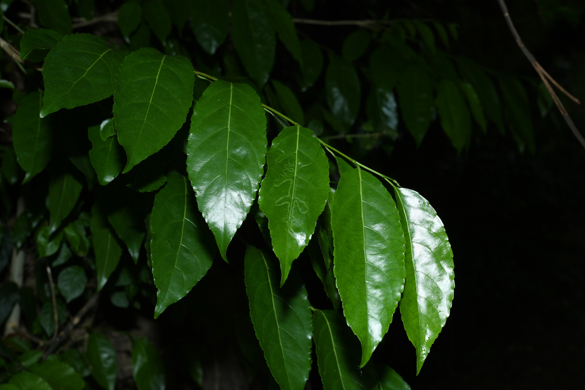 Homalium racemosum Jacq. - Photo Bivouac Naturaliste