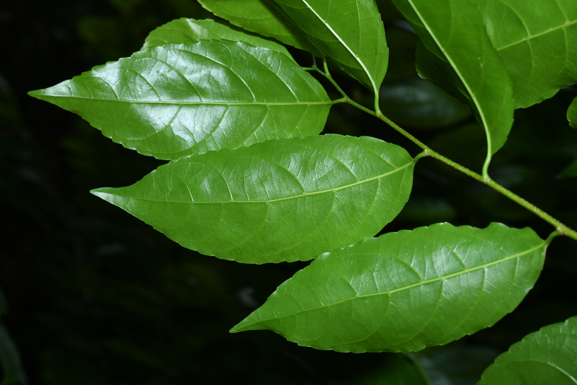 Homalium racemosum Jacq. - Photo Bivouac Naturaliste