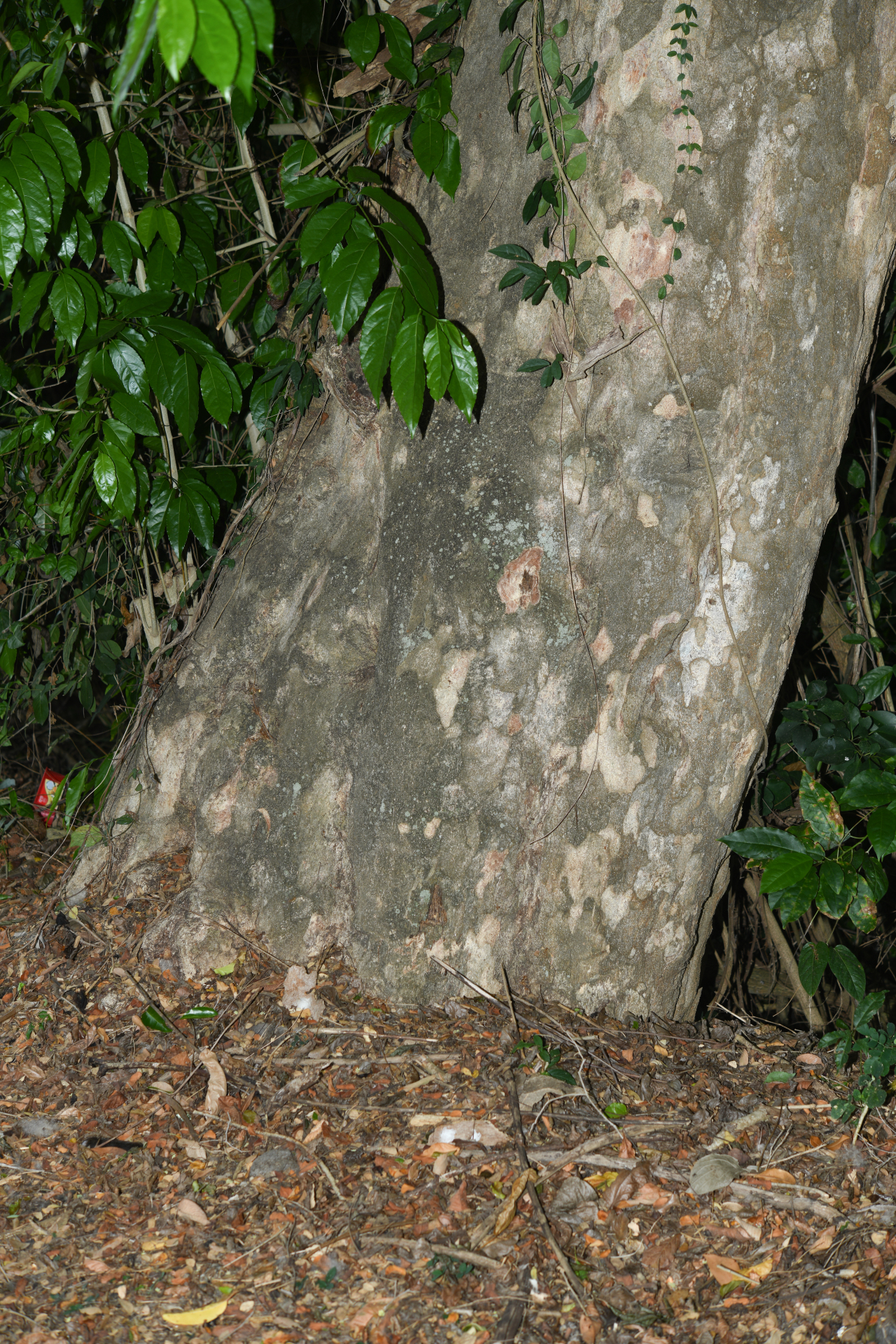 Homalium racemosum Jacq. - Photo Bivouac Naturaliste