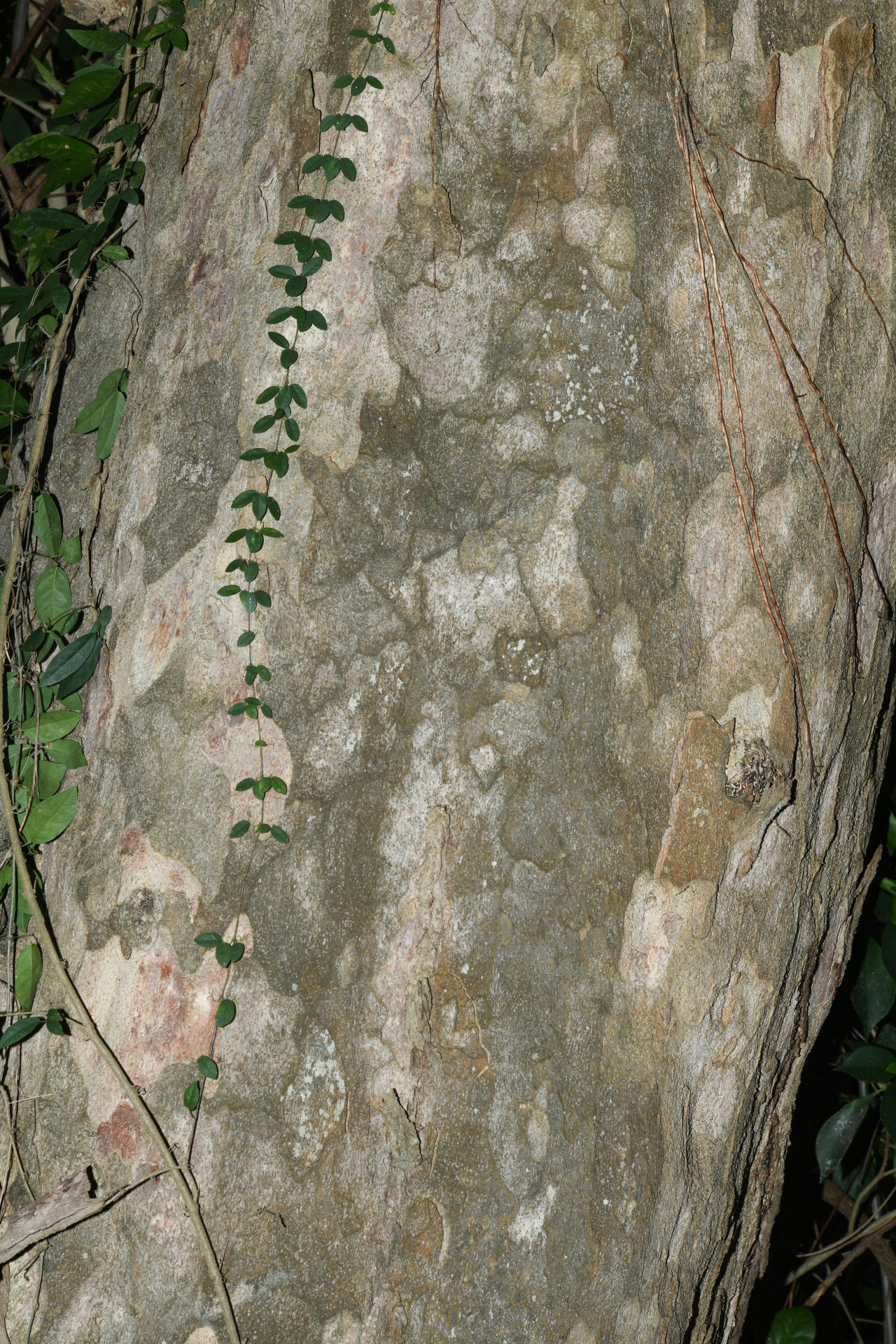 Homalium racemosum Jacq. - Photo Bivouac Naturaliste