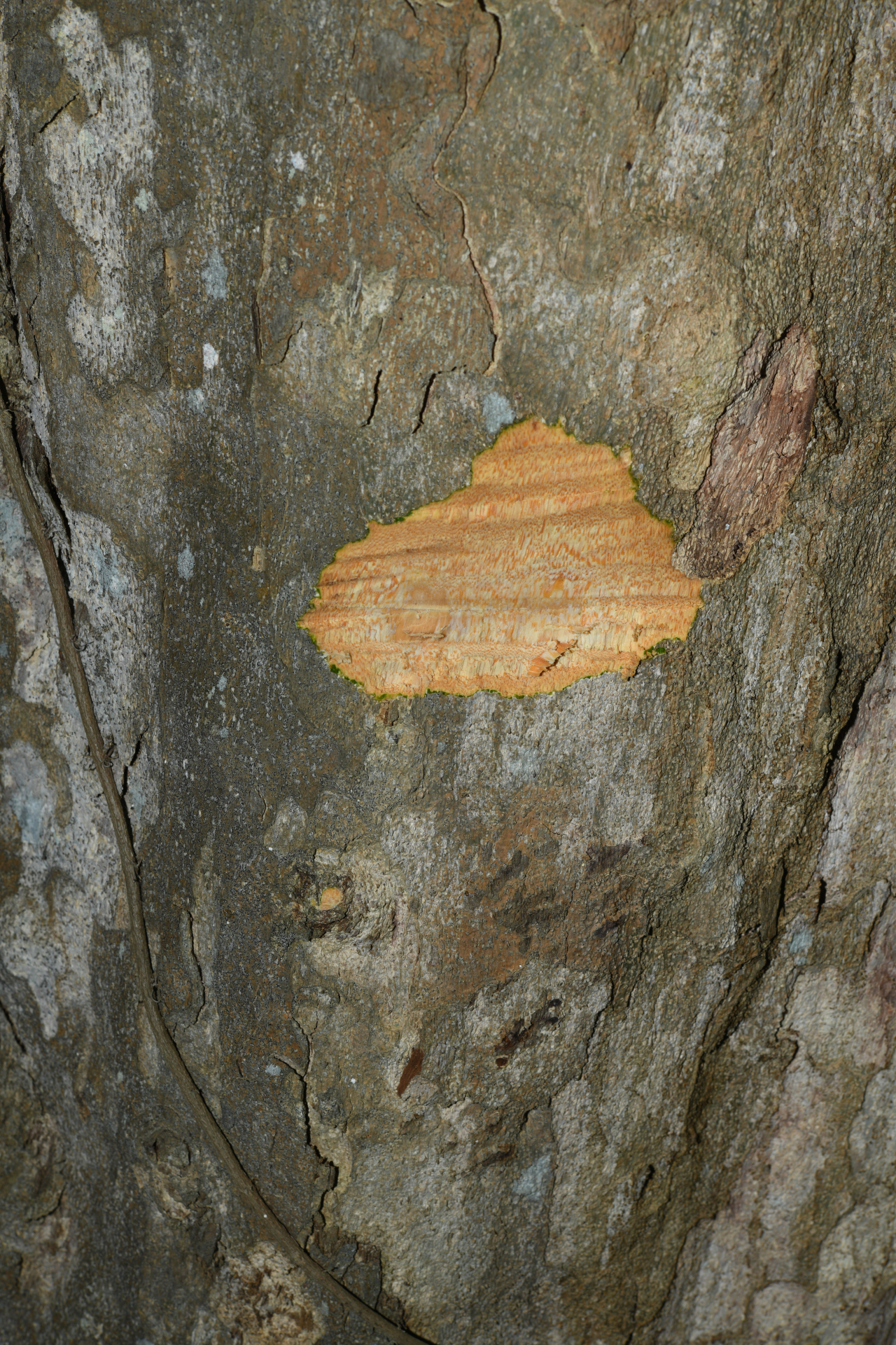 Homalium racemosum Jacq. - Photo Bivouac Naturaliste