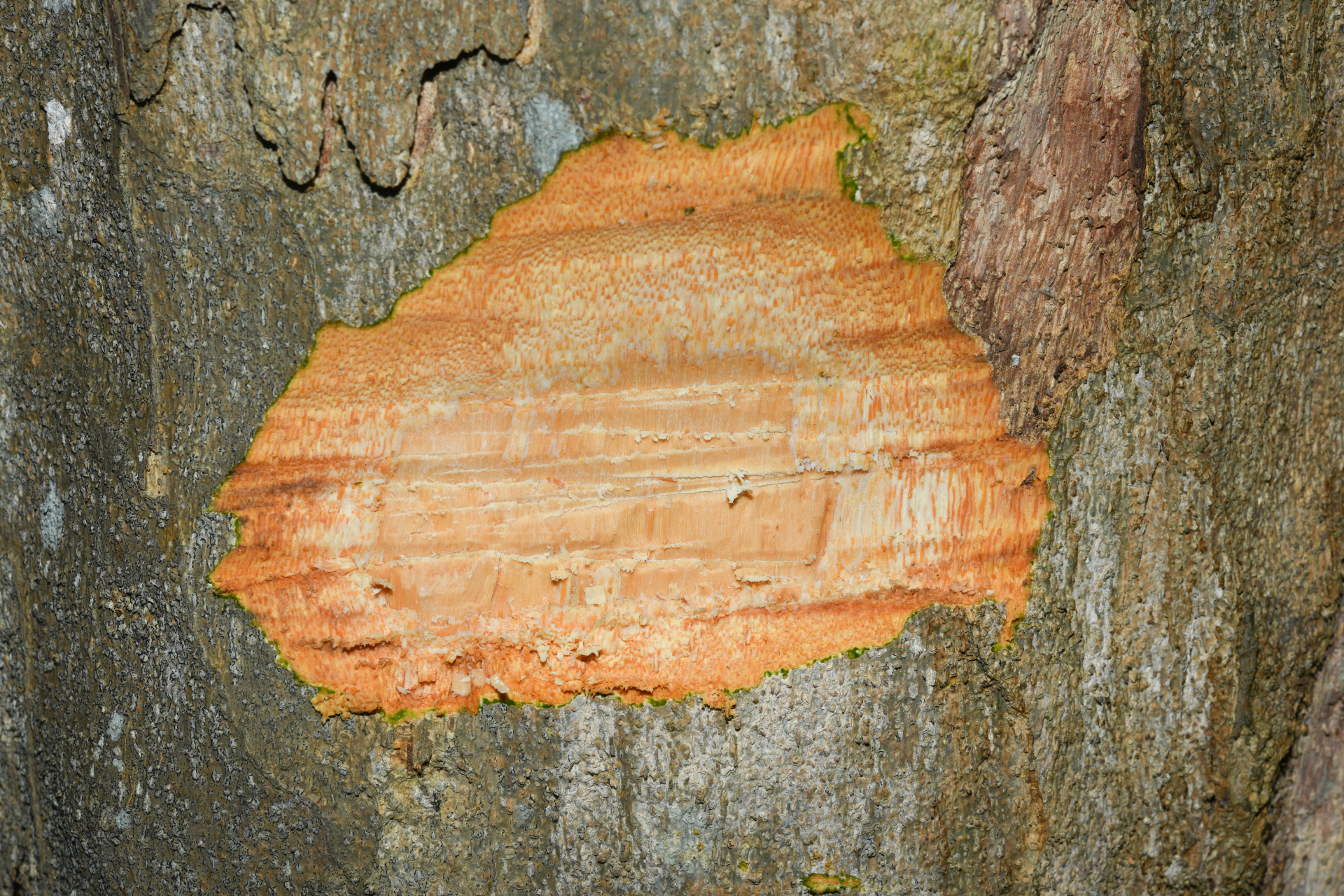 Homalium racemosum Jacq. - Photo Bivouac Naturaliste