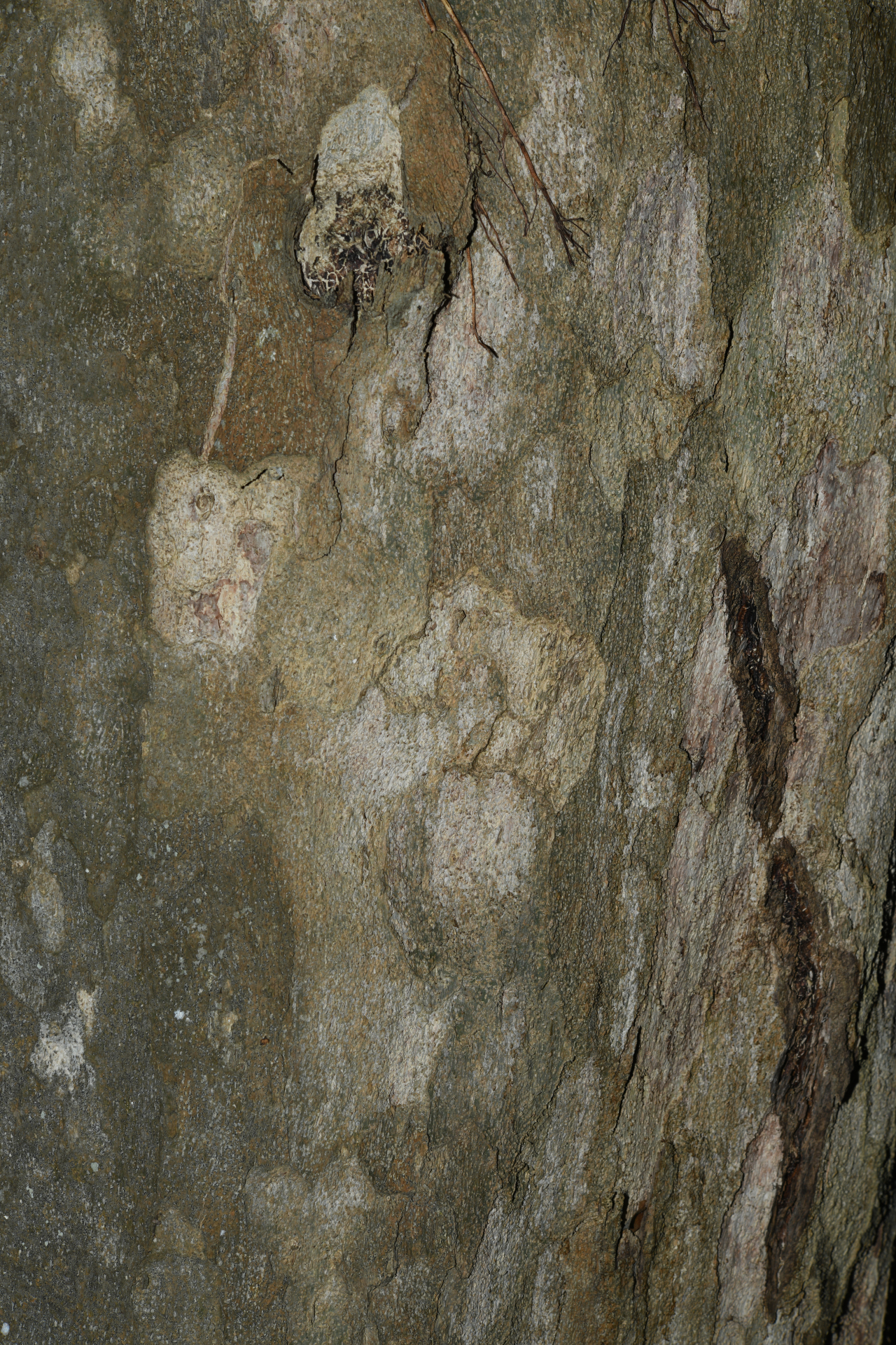 Homalium racemosum Jacq. - Photo Bivouac Naturaliste