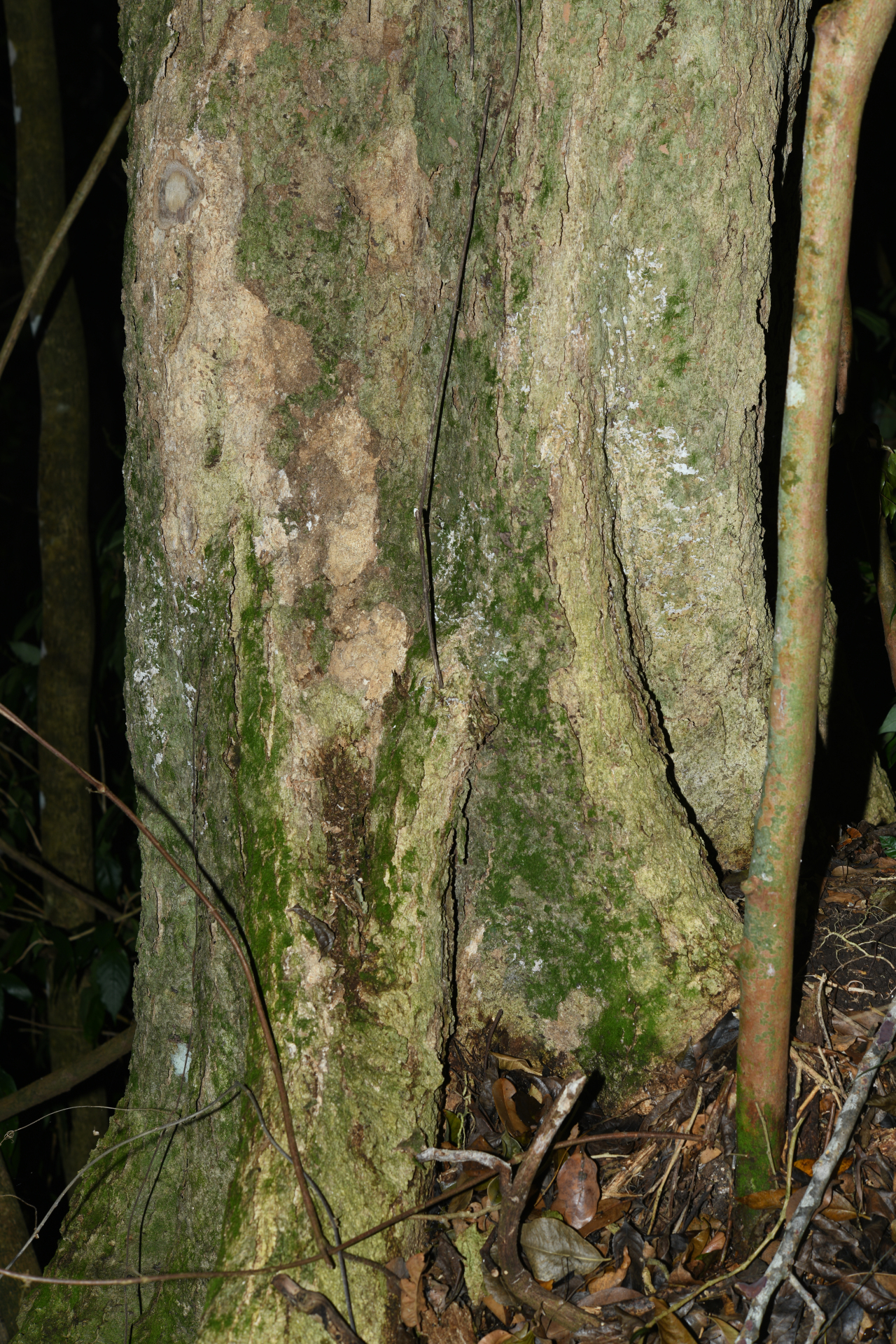 Homalium racemosum Jacq. - Photo Bivouac Naturaliste