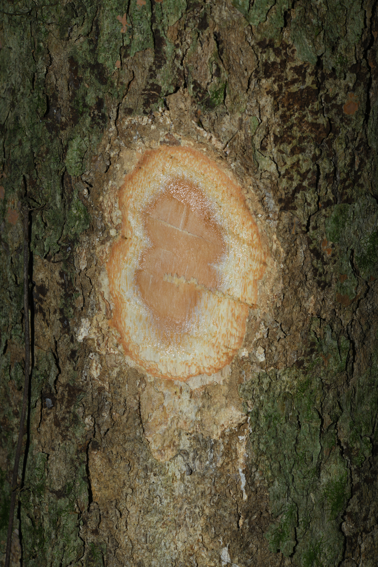 Homalium racemosum Jacq. - Photo Bivouac Naturaliste