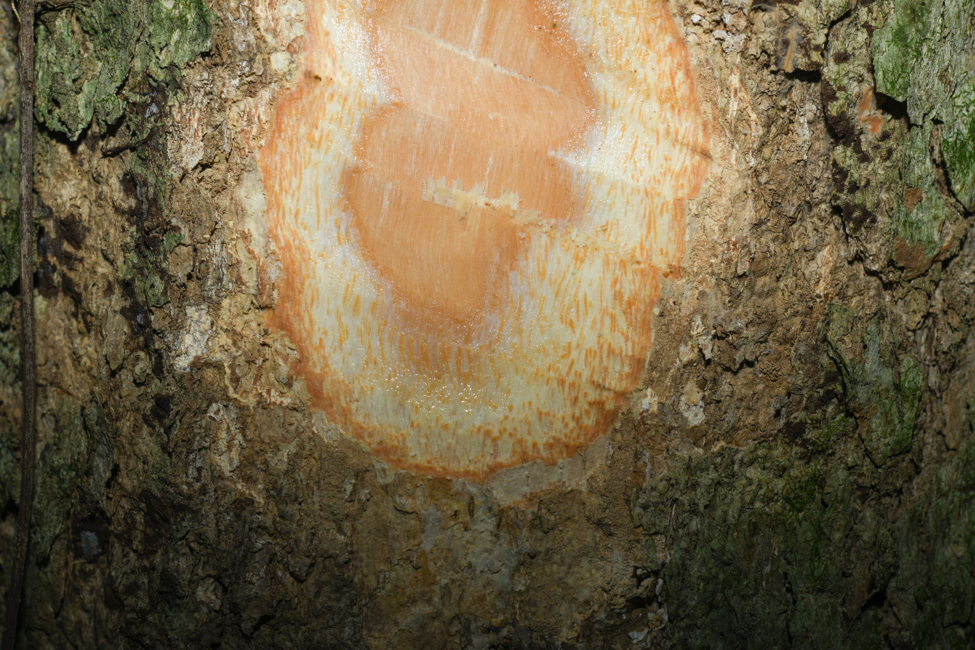 Homalium racemosum Jacq. - Photo Bivouac Naturaliste
