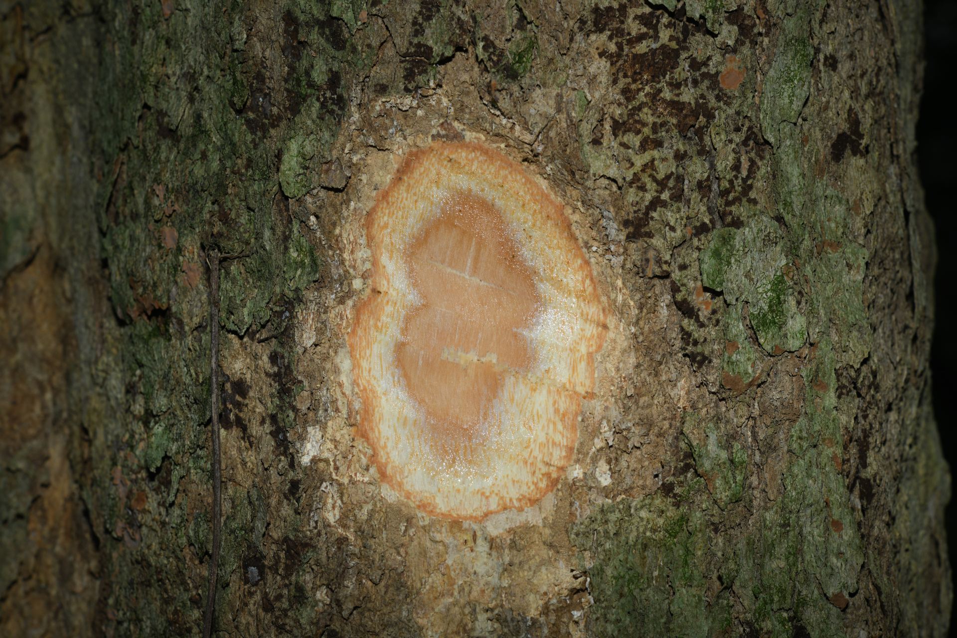 Homalium racemosum Jacq. - Photo Bivouac Naturaliste