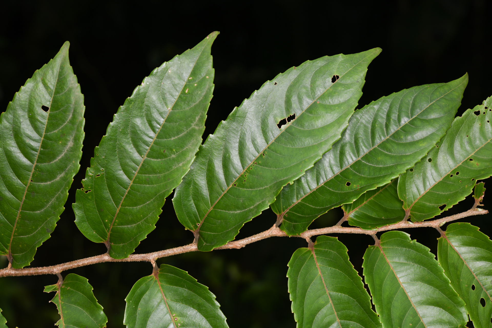 Banara guianensis Aubl. - Photo Bivouac Naturaliste