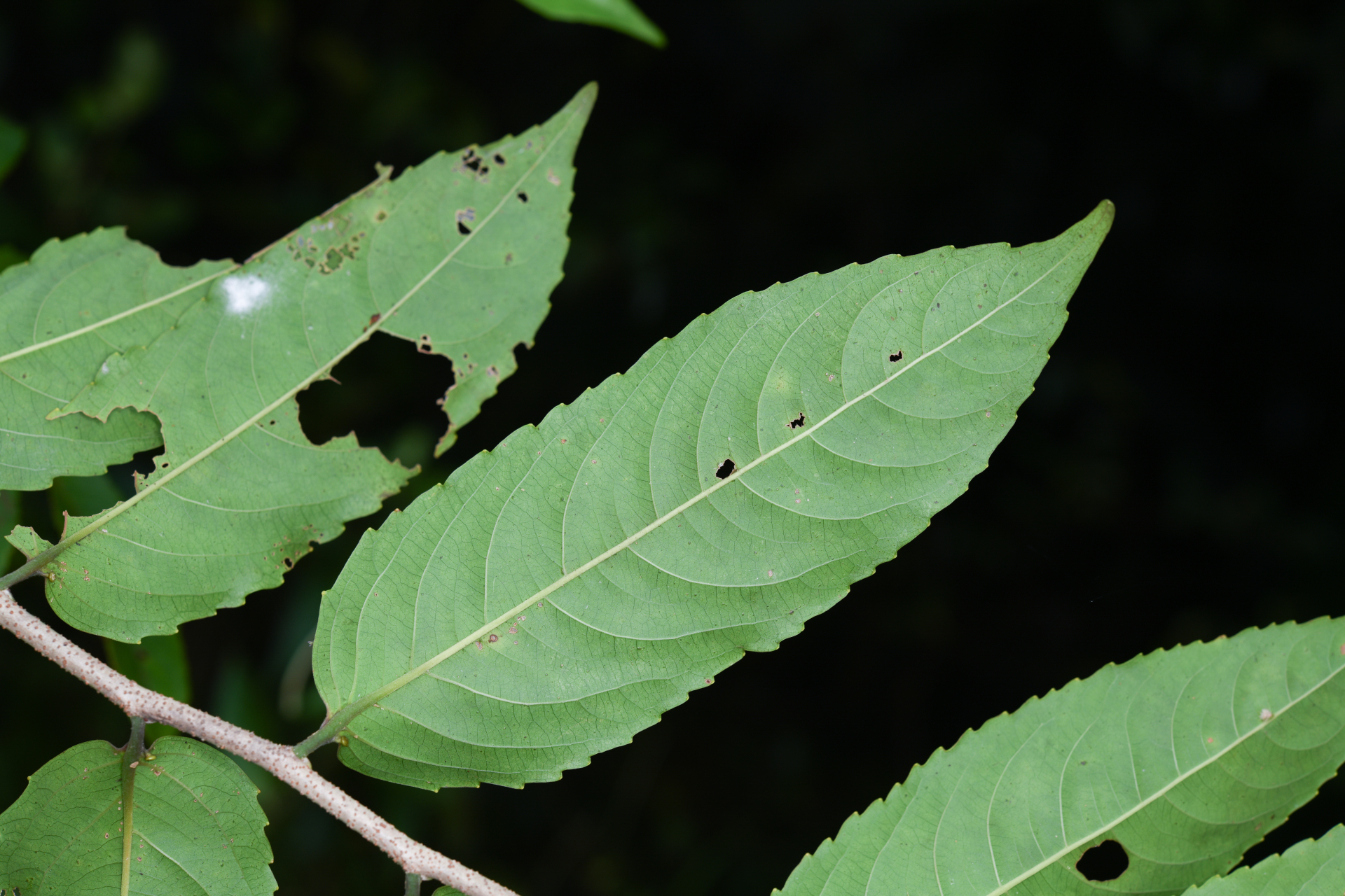 Banara guianensis Aubl. - Photo Bivouac Naturaliste