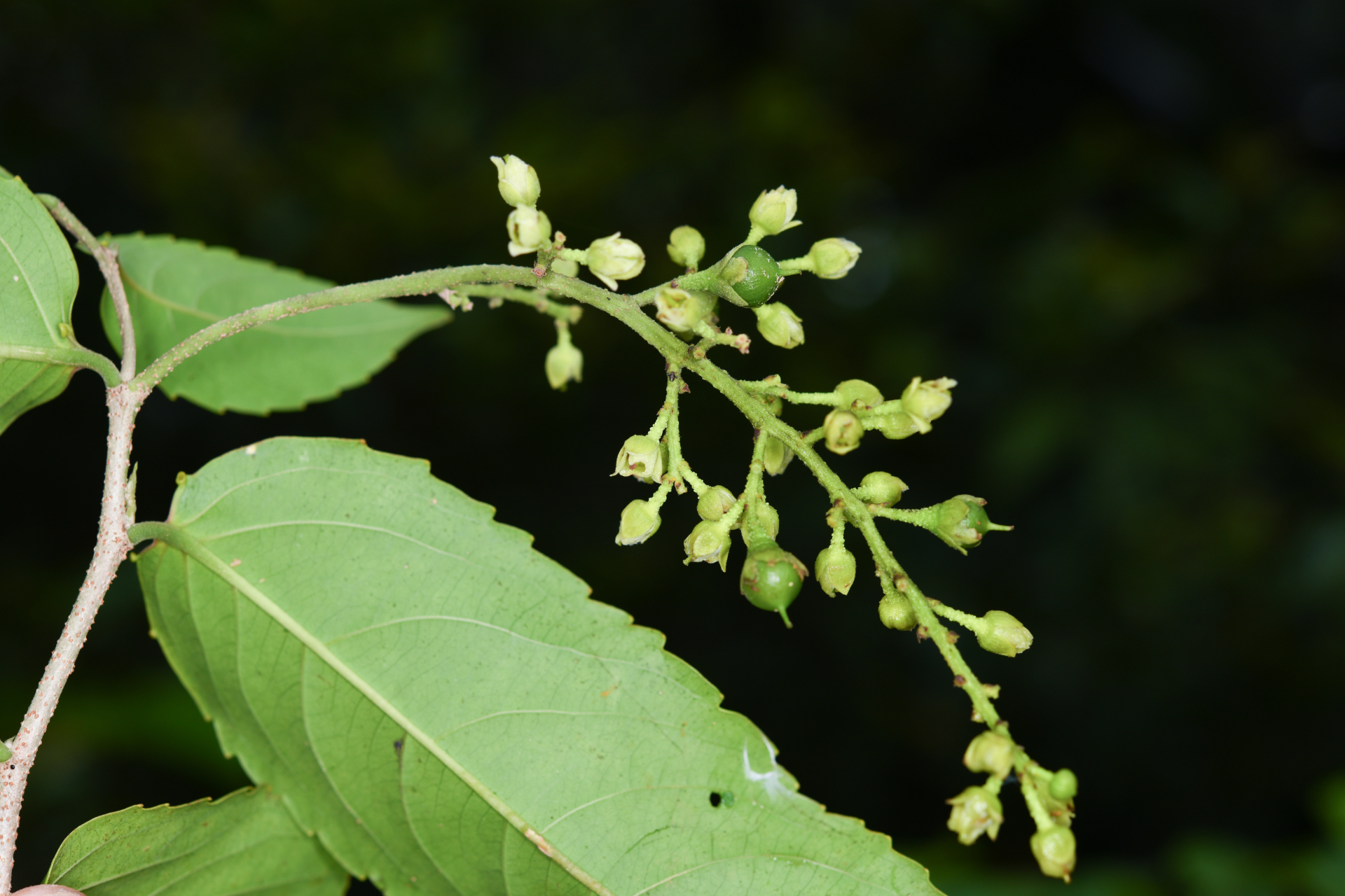 Banara guianensis Aubl. - Photo Bivouac Naturaliste