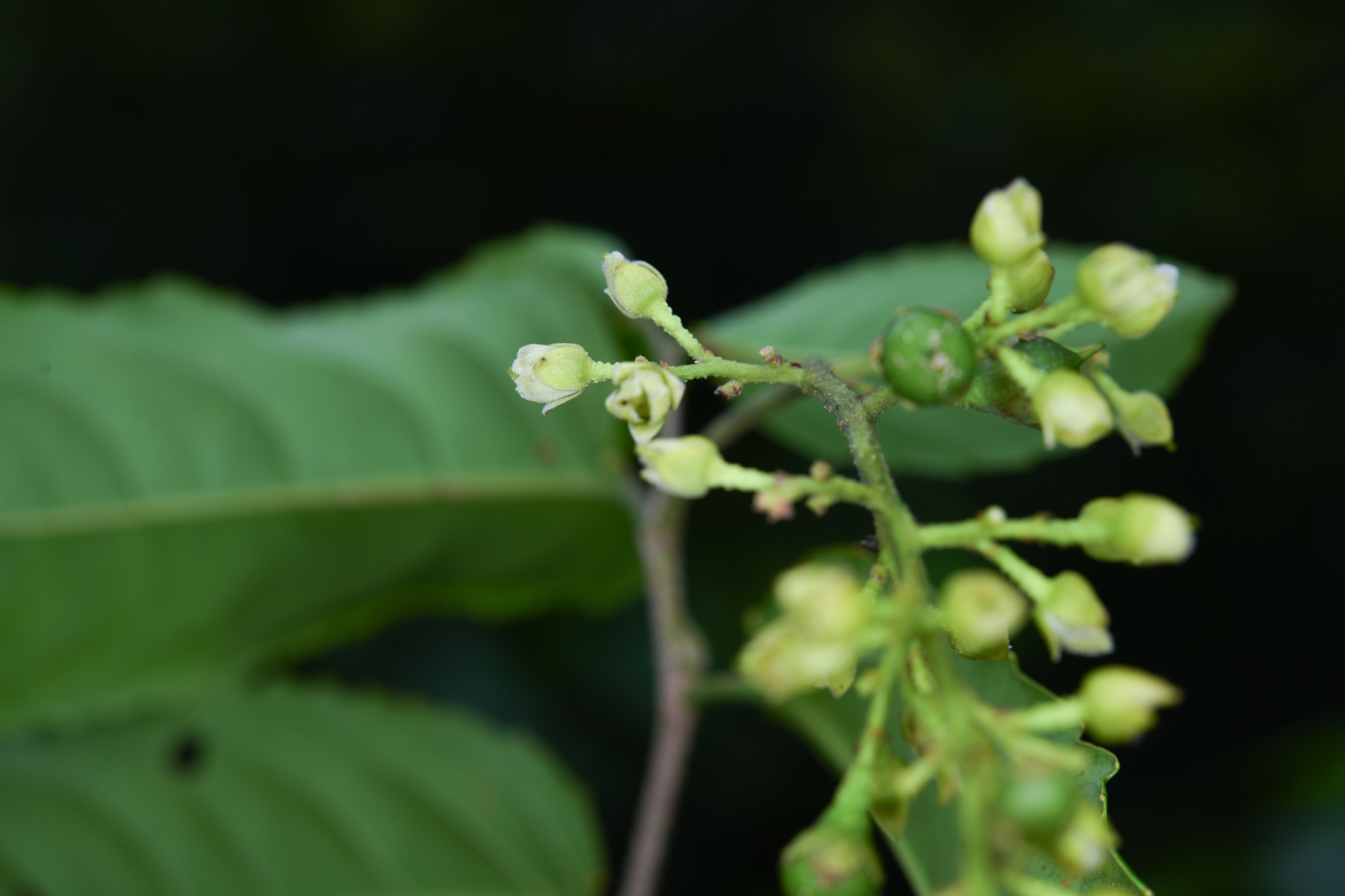 Banara guianensis Aubl. - Photo Bivouac Naturaliste