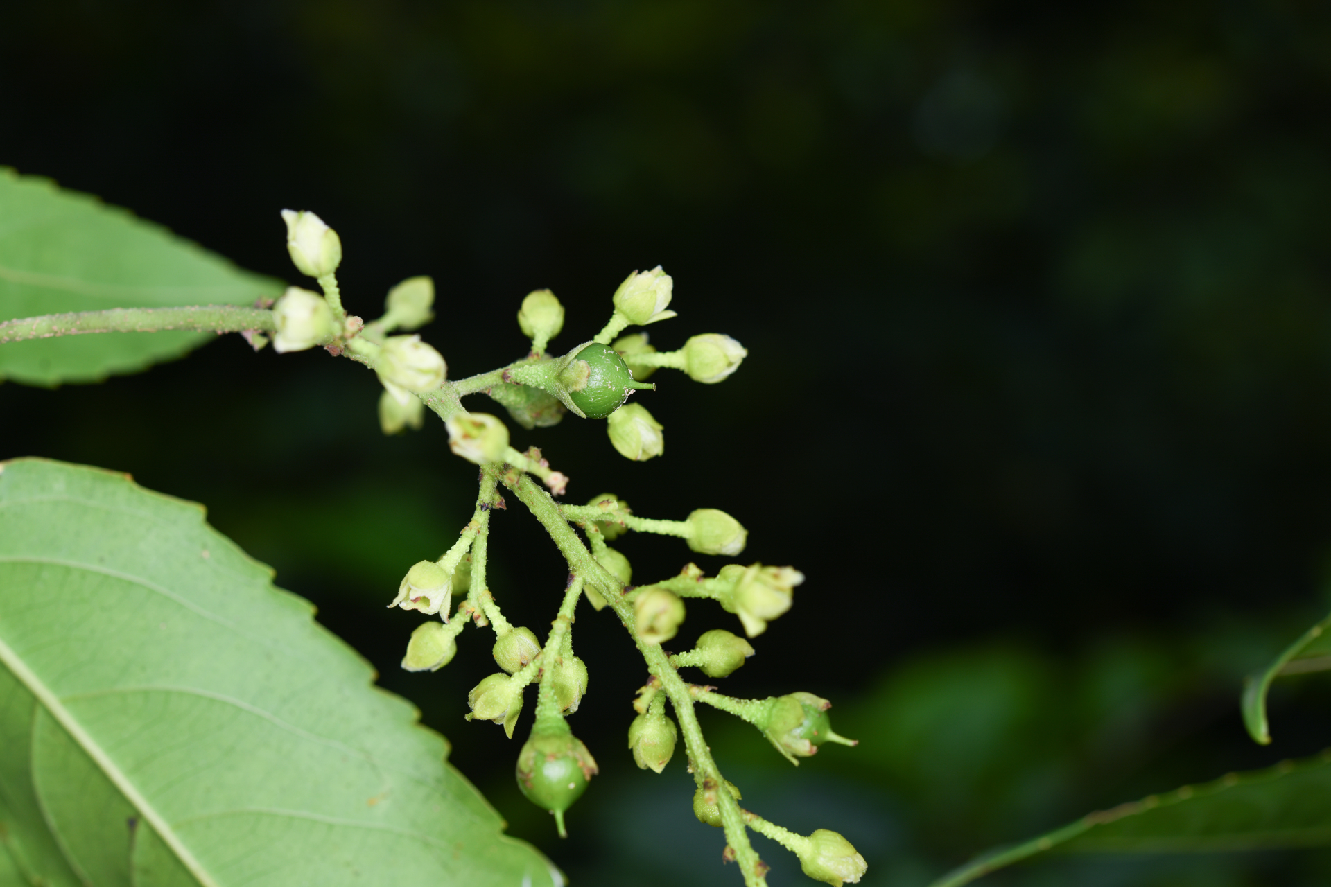 Banara guianensis Aubl. - Photo Bivouac Naturaliste