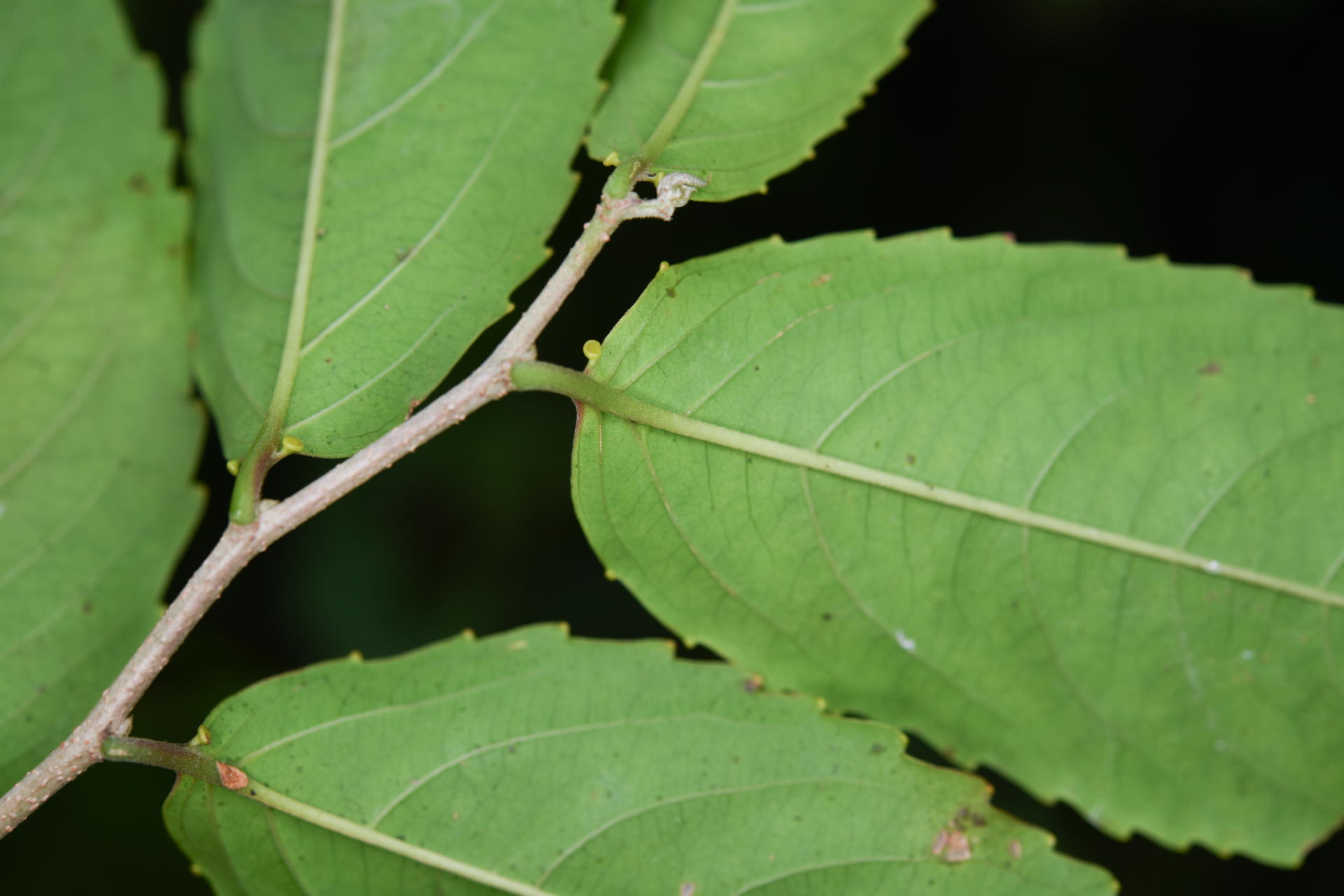Banara guianensis Aubl. - Photo Bivouac Naturaliste