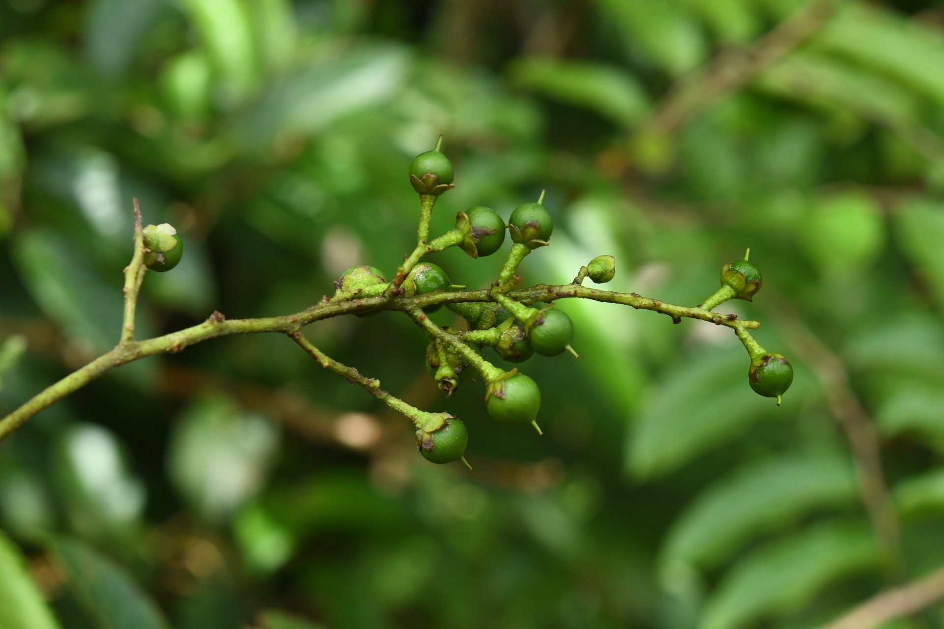 Banara guianensis Aubl. - Photo Bivouac Naturaliste