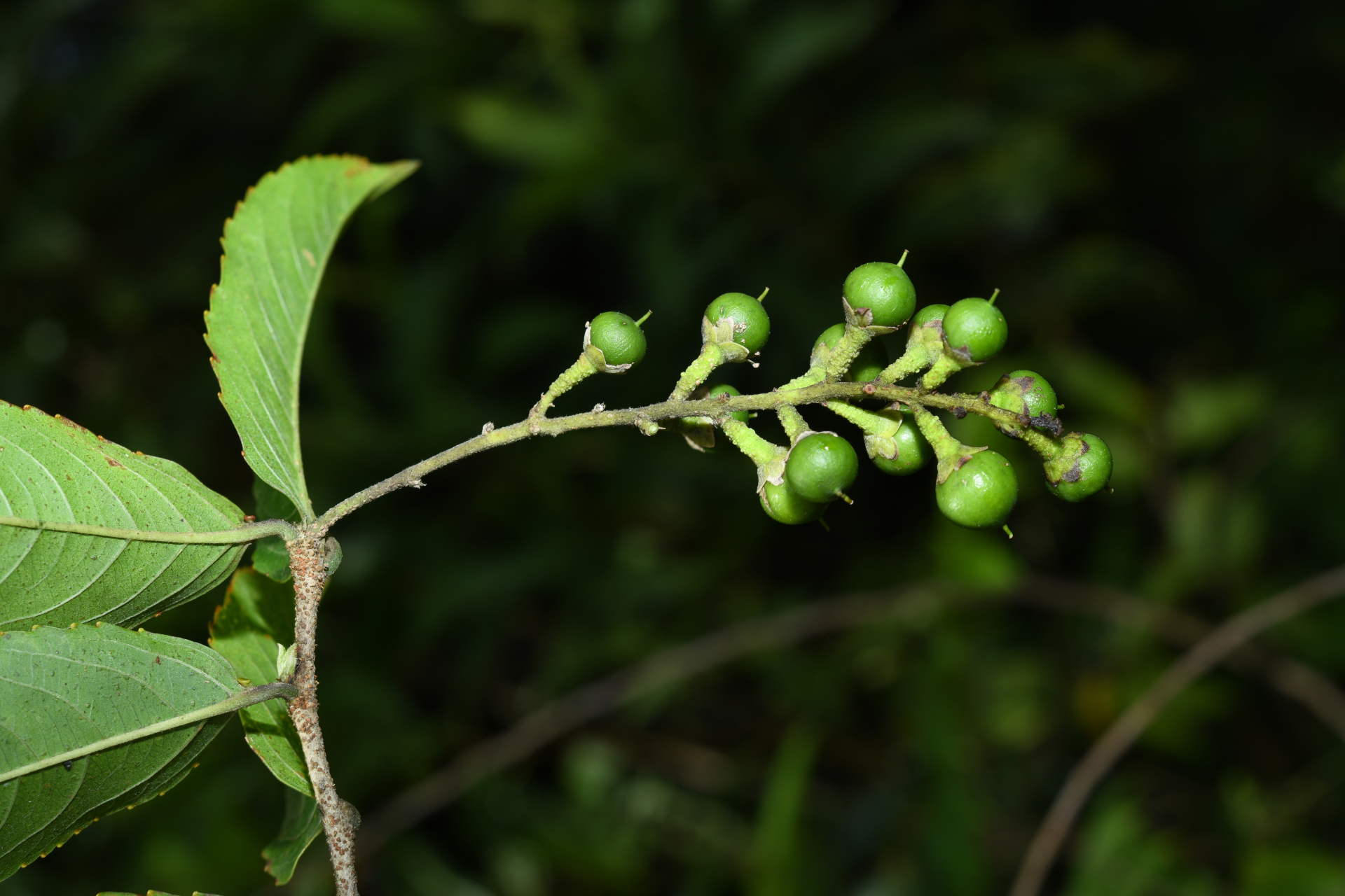 Banara guianensis Aubl. - Photo Bivouac Naturaliste