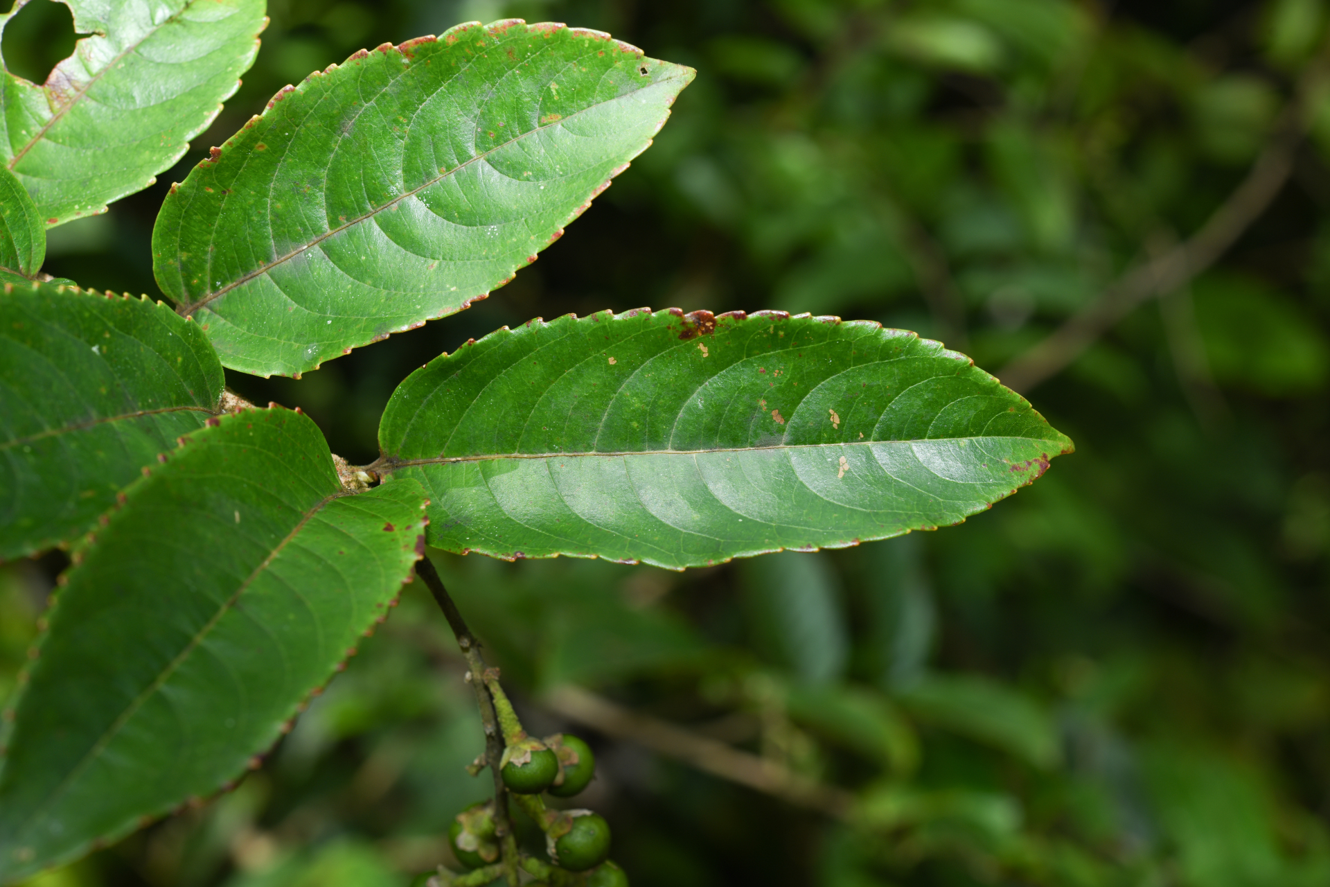 Banara guianensis Aubl. - Photo Bivouac Naturaliste