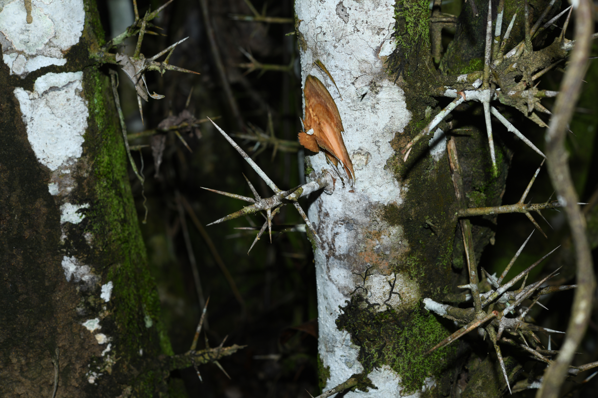 Flacourtia jangomas (Lour.) Raeusch. - Photo Bivouac Naturaliste
