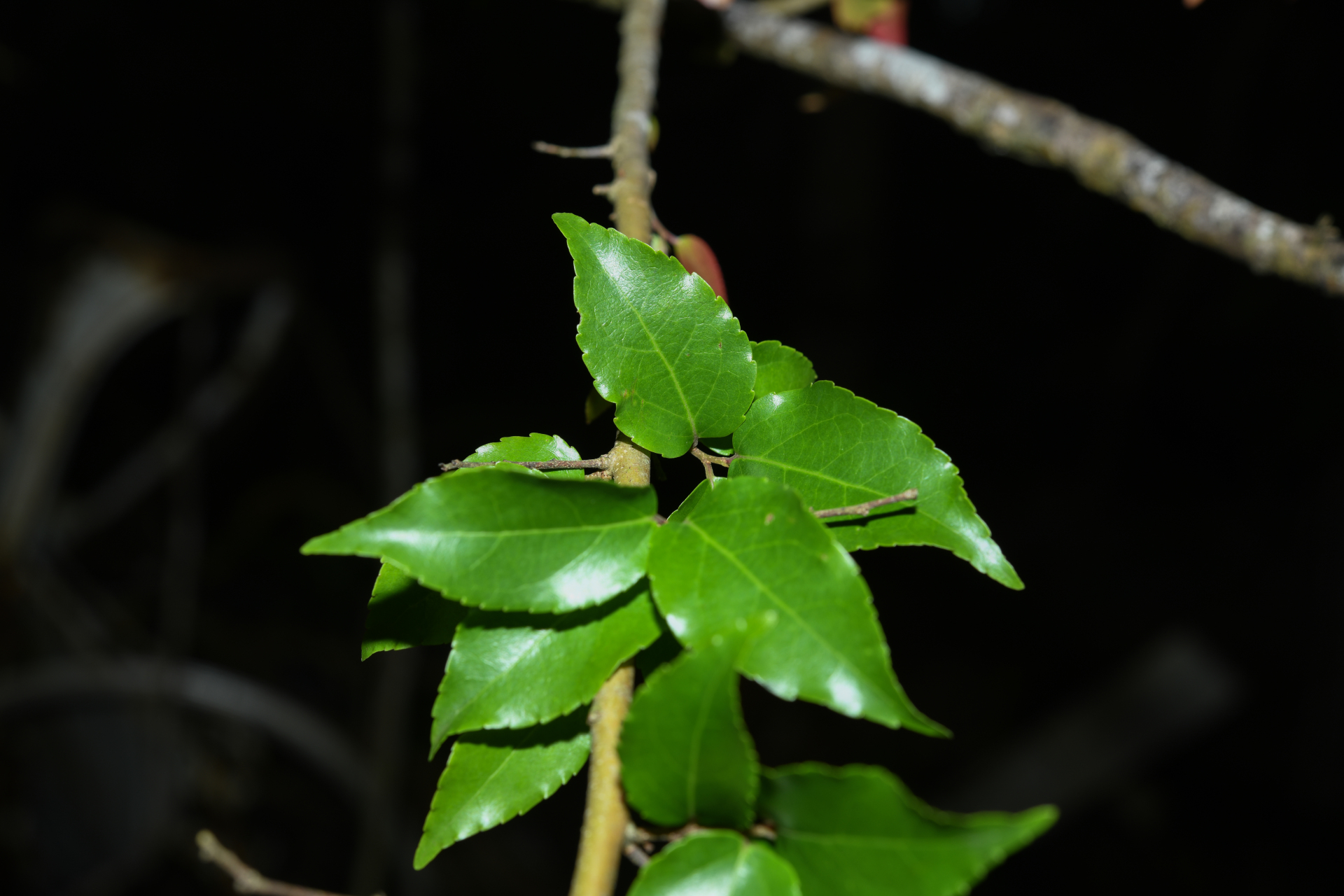 Flacourtia jangomas (Lour.) Raeusch. - Photo Bivouac Naturaliste