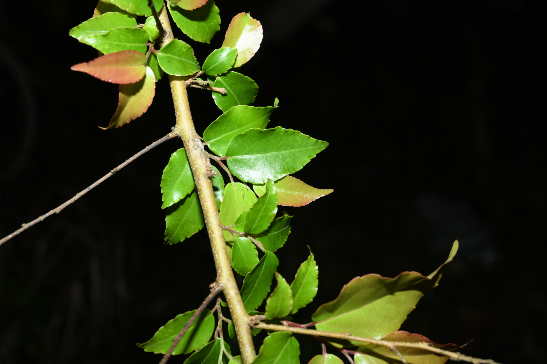 Flacourtia jangomas (Lour.) Raeusch. - Photo Bivouac Naturaliste