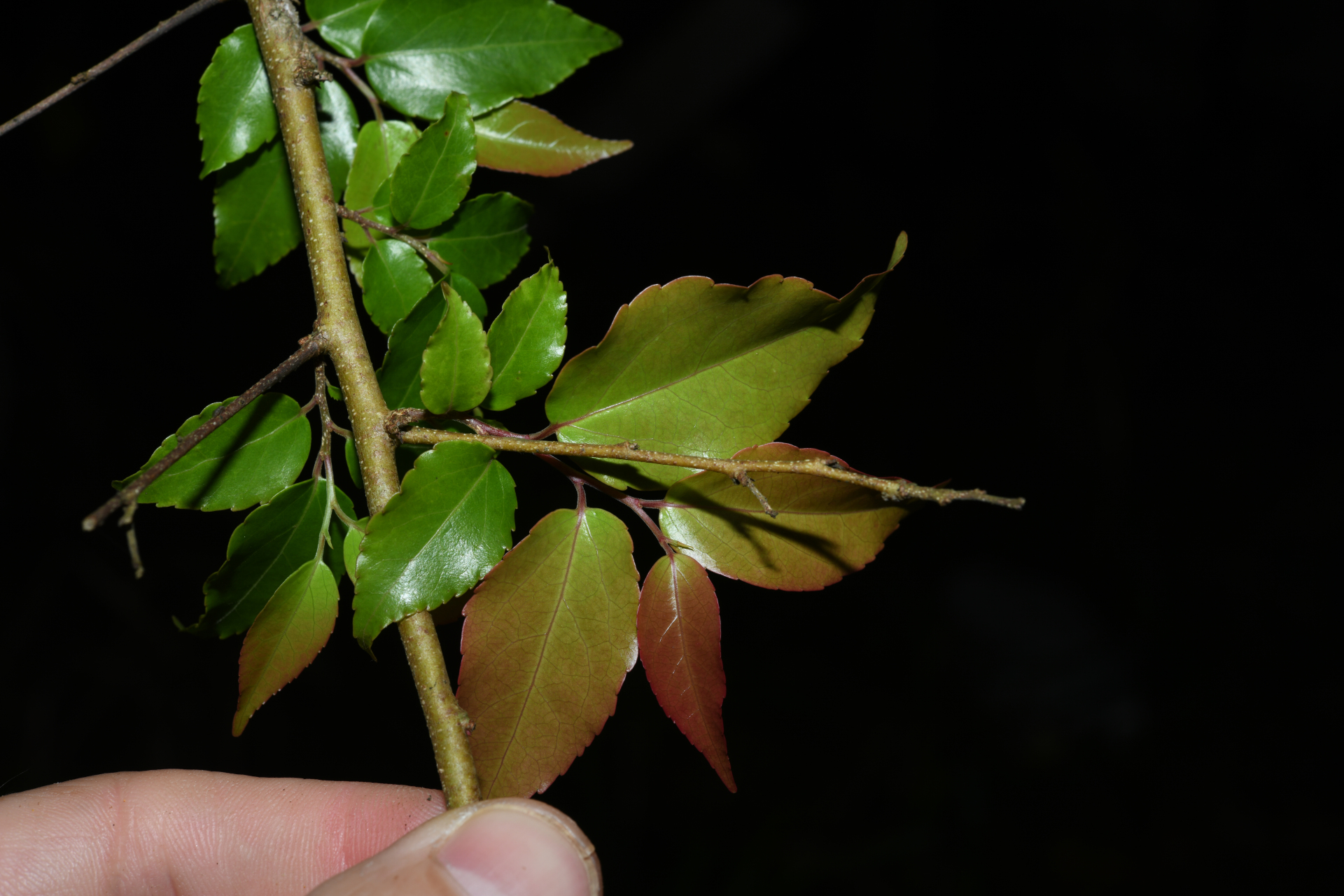 Flacourtia jangomas (Lour.) Raeusch. - Photo Bivouac Naturaliste