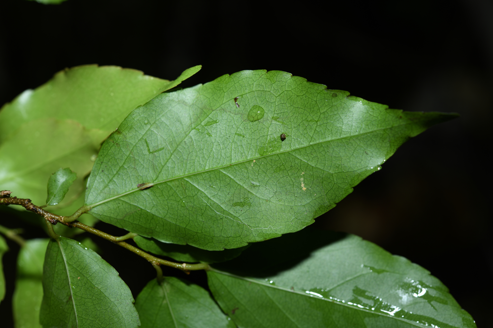 Flacourtia jangomas (Lour.) Raeusch. - Photo Bivouac Naturaliste