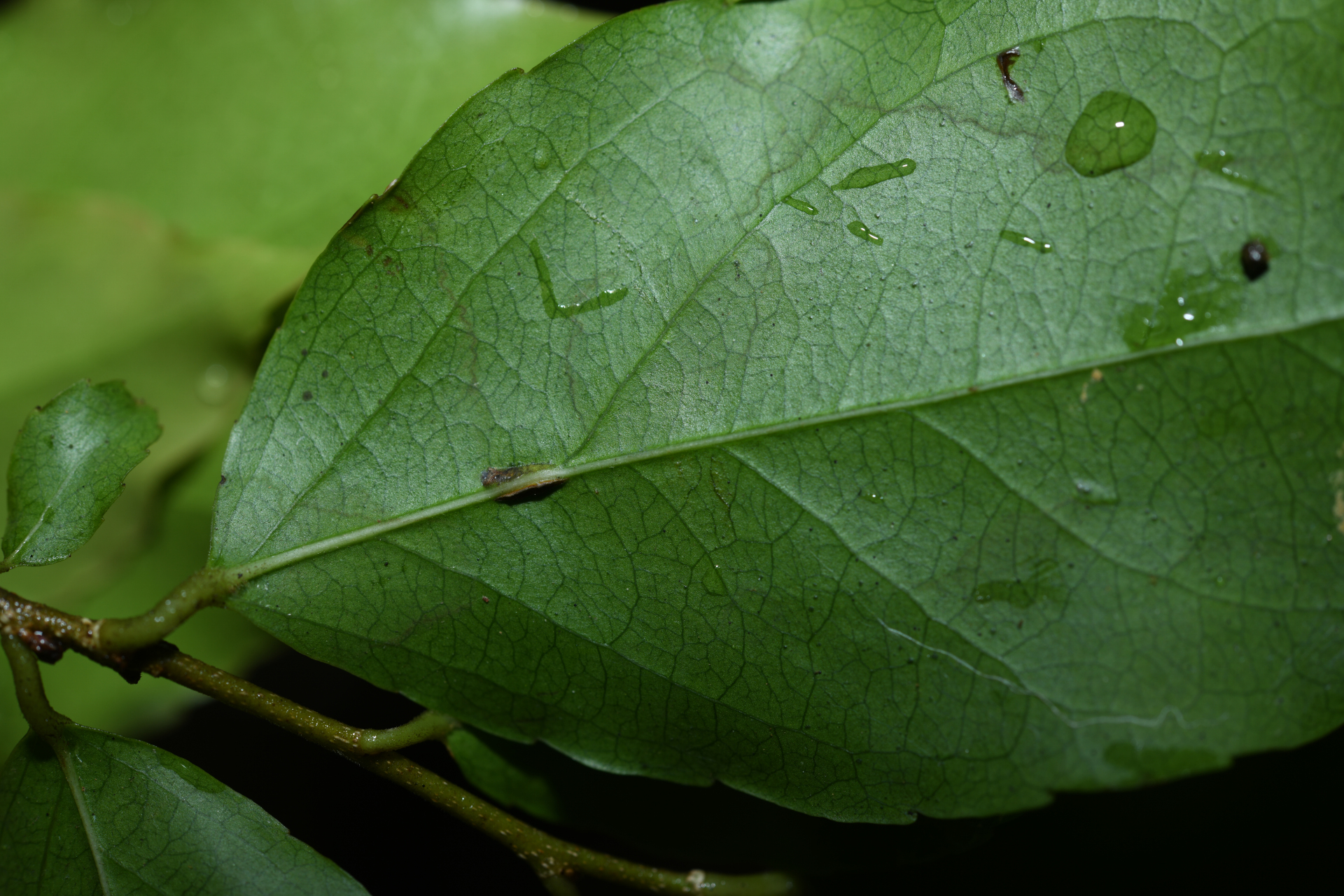 Flacourtia jangomas (Lour.) Raeusch. - Photo Bivouac Naturaliste