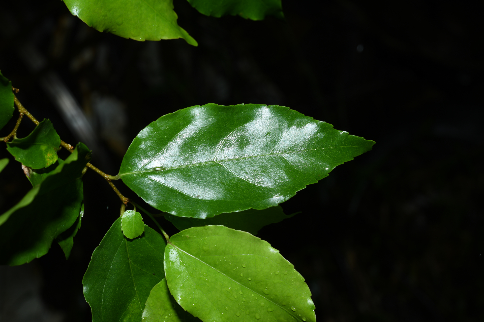 Flacourtia jangomas (Lour.) Raeusch. - Photo Bivouac Naturaliste