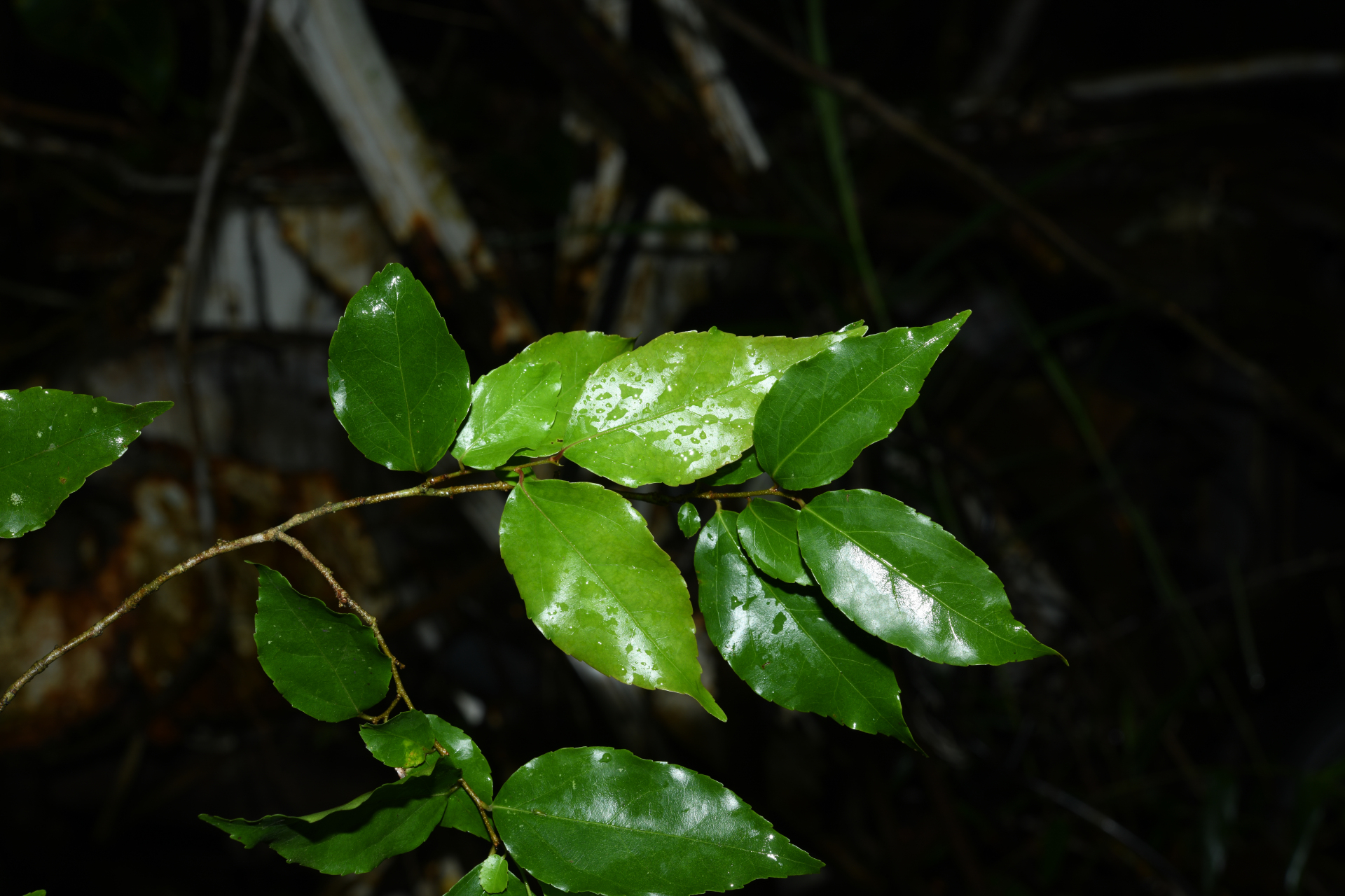 Flacourtia jangomas (Lour.) Raeusch. - Photo Bivouac Naturaliste