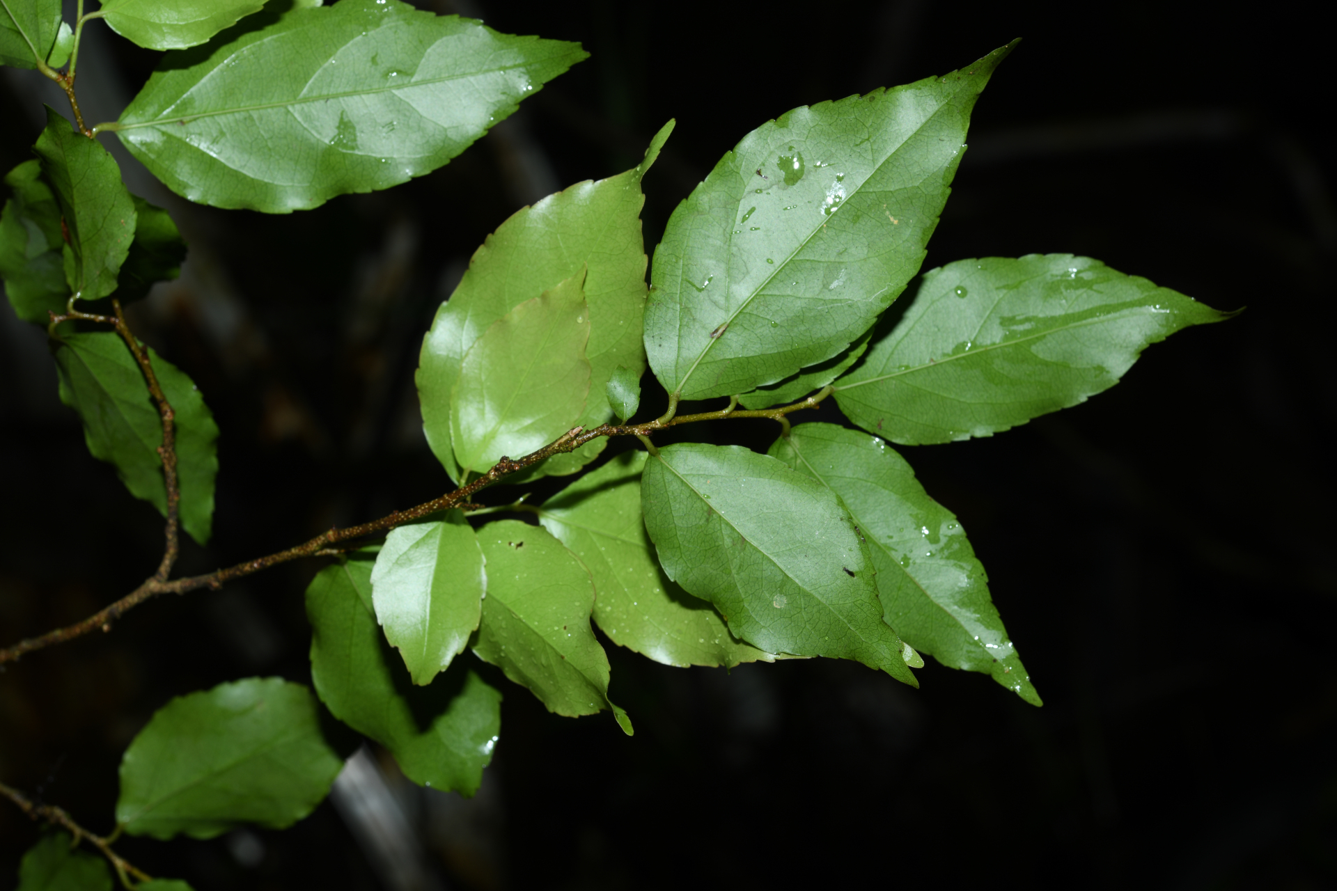 Flacourtia jangomas (Lour.) Raeusch. - Photo Bivouac Naturaliste