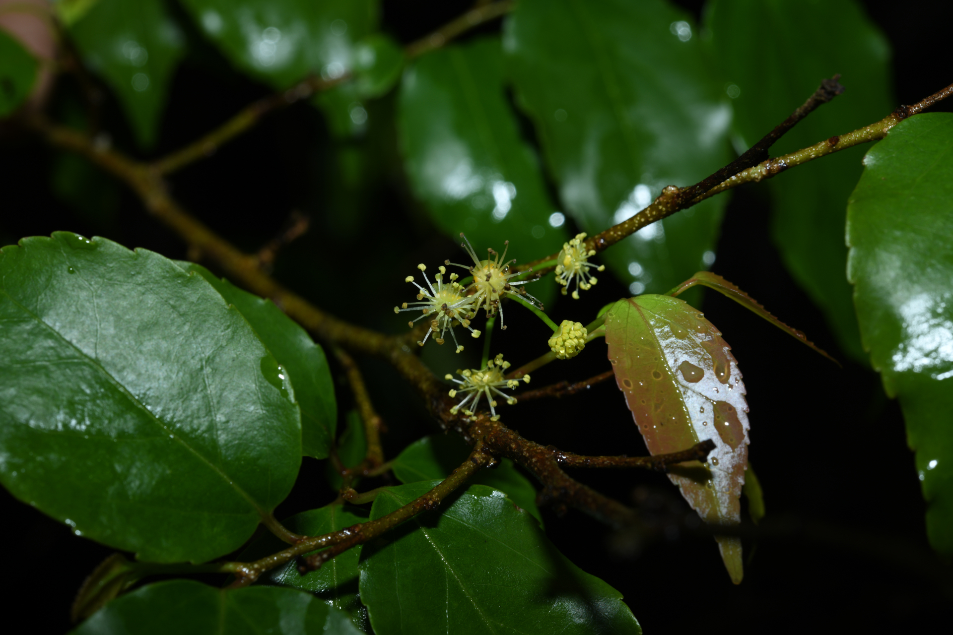 Flacourtia jangomas (Lour.) Raeusch. - Photo Bivouac Naturaliste