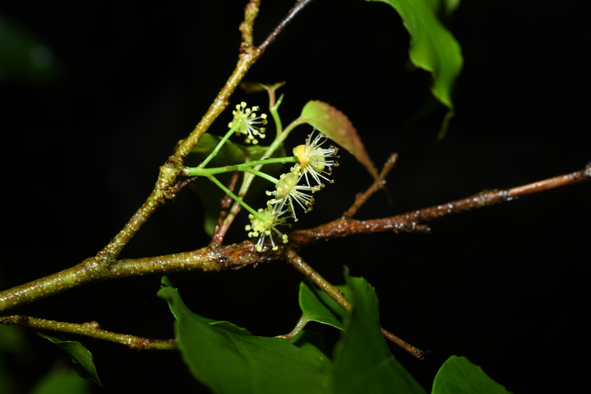 Flacourtia jangomas (Lour.) Raeusch. - Photo Bivouac Naturaliste