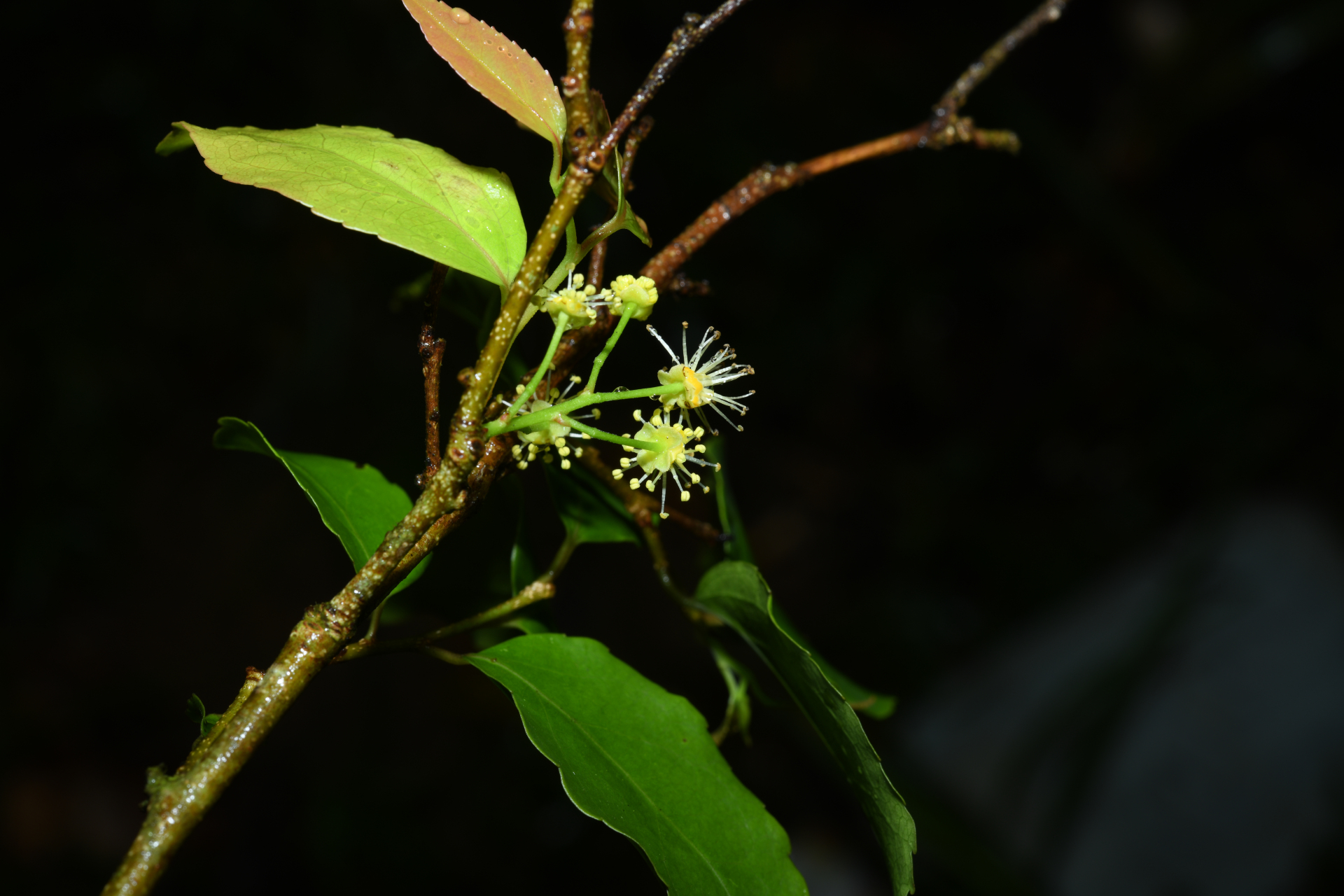 Flacourtia jangomas (Lour.) Raeusch. - Photo Bivouac Naturaliste