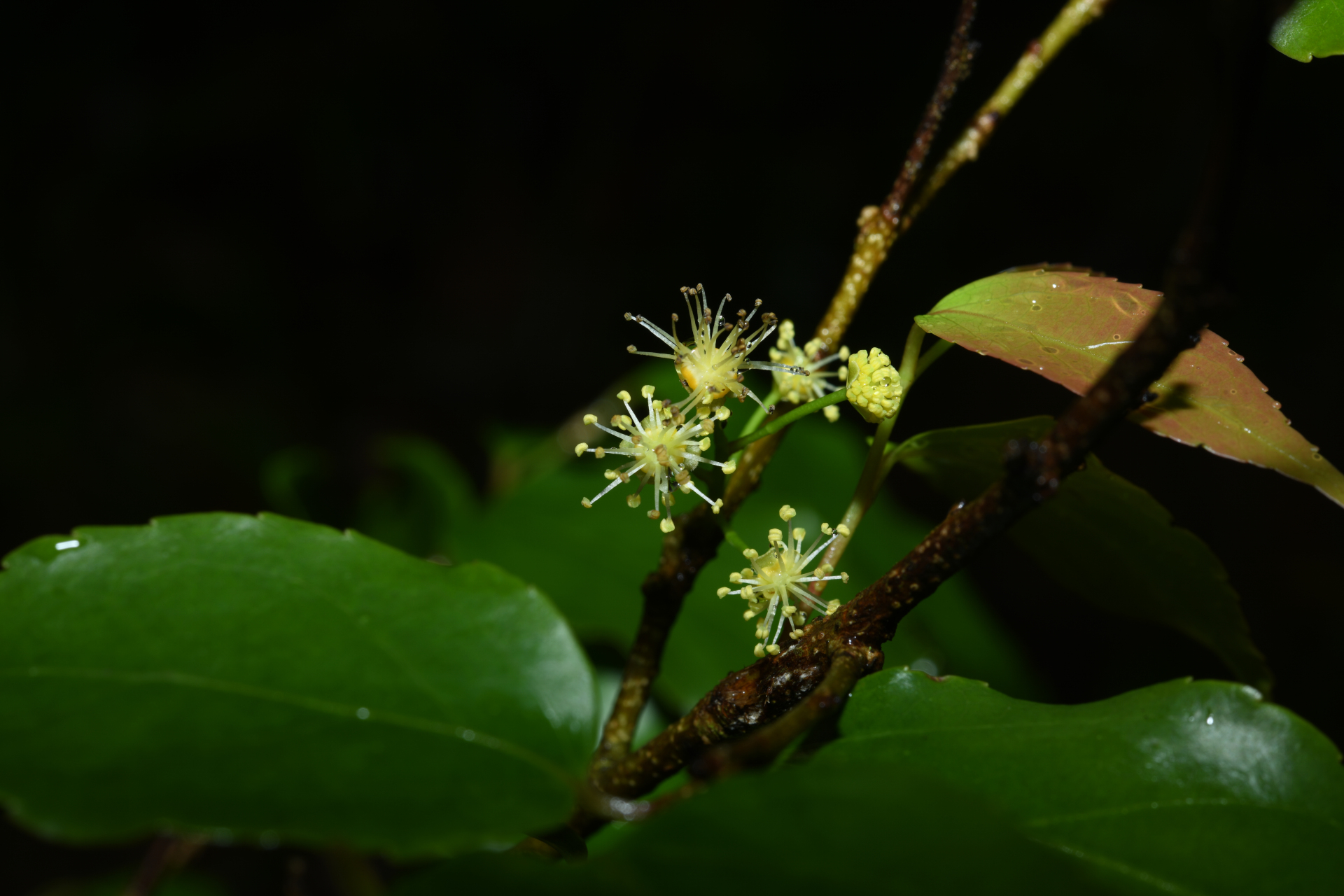 Flacourtia jangomas (Lour.) Raeusch. - Photo Bivouac Naturaliste