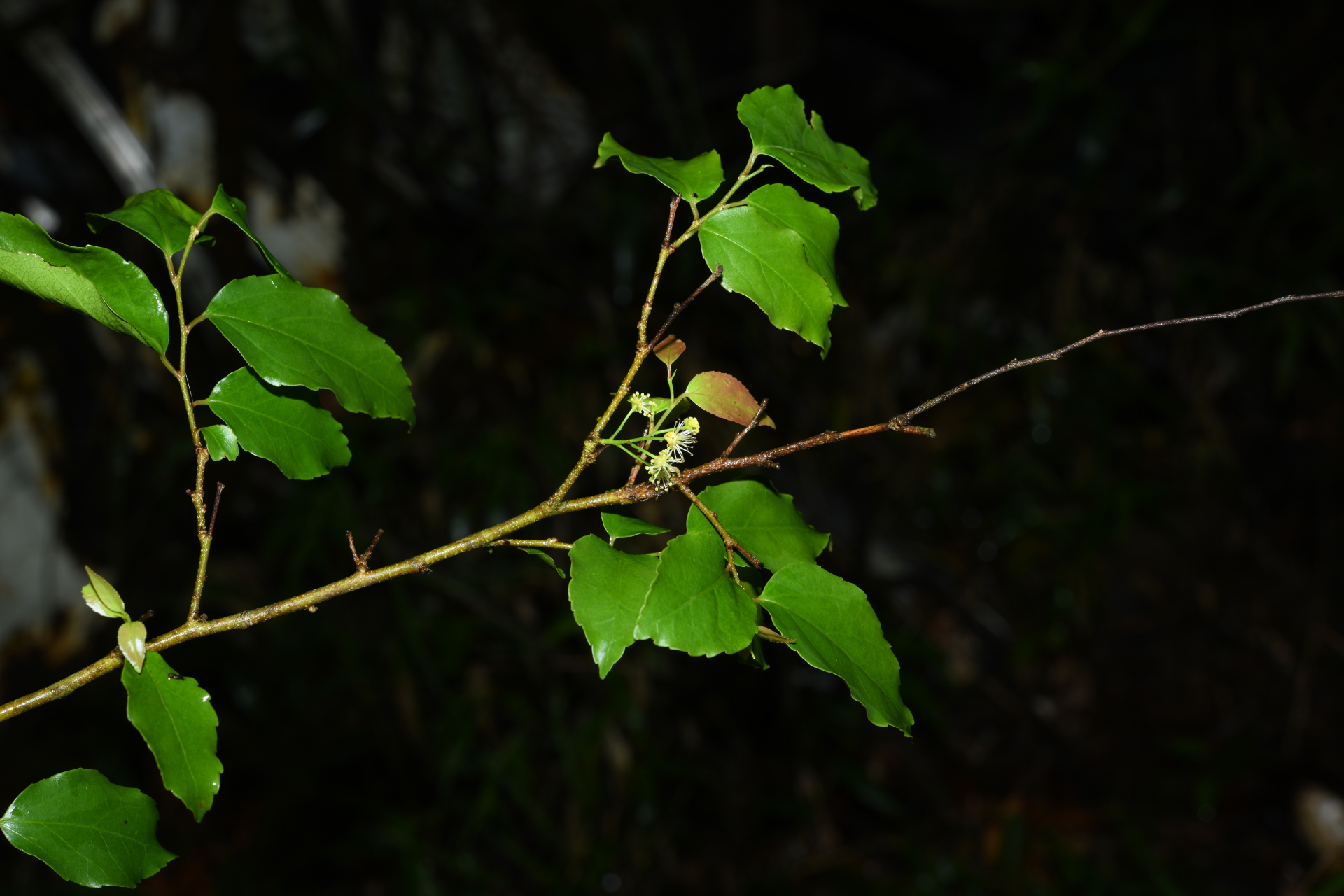Flacourtia jangomas (Lour.) Raeusch. - Photo Bivouac Naturaliste