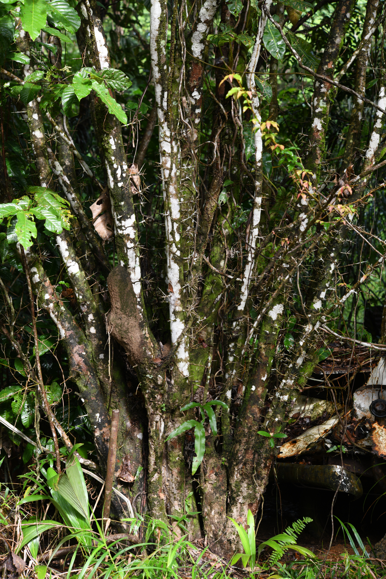 Flacourtia jangomas (Lour.) Raeusch. - Photo Bivouac Naturaliste