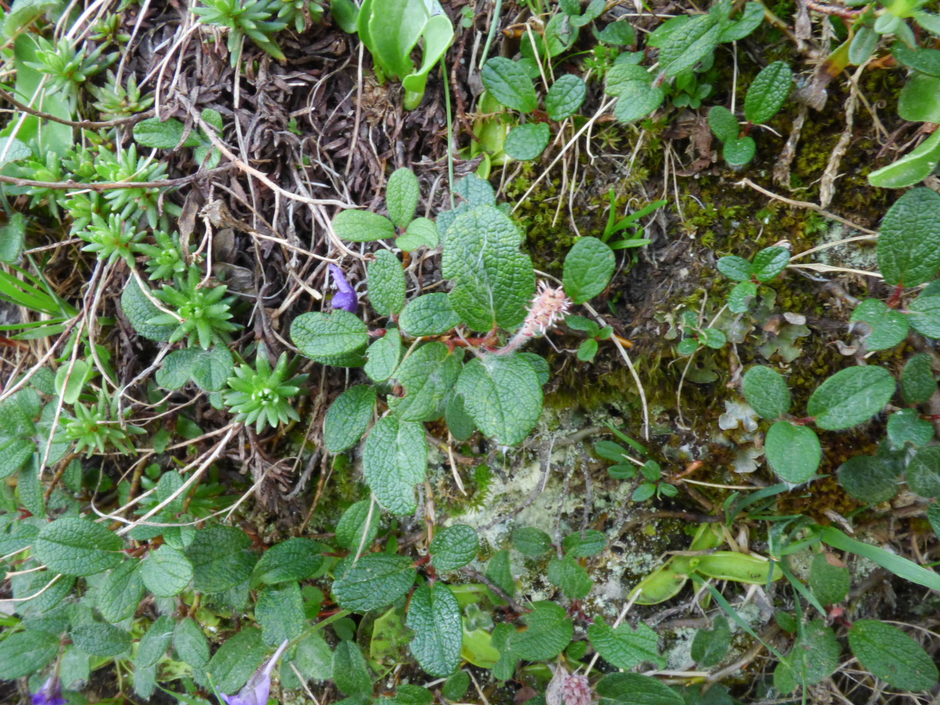 Salix reticulata L. - Photo Bivouac Naturaliste