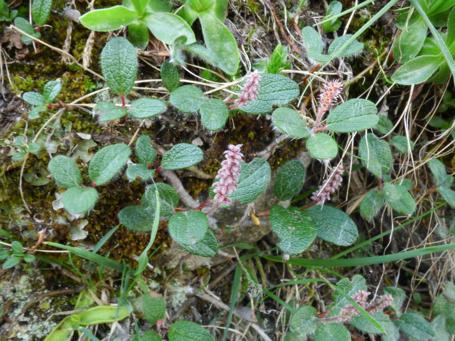 Salix reticulata L. - Photo Bivouac Naturaliste