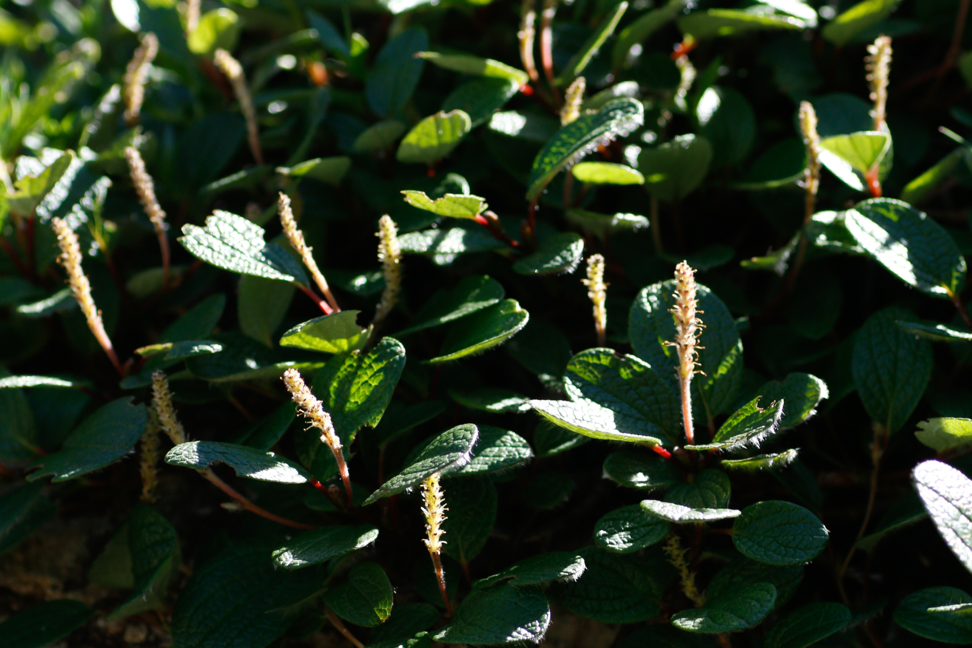 Salix reticulata L. - Photo Bivouac Naturaliste