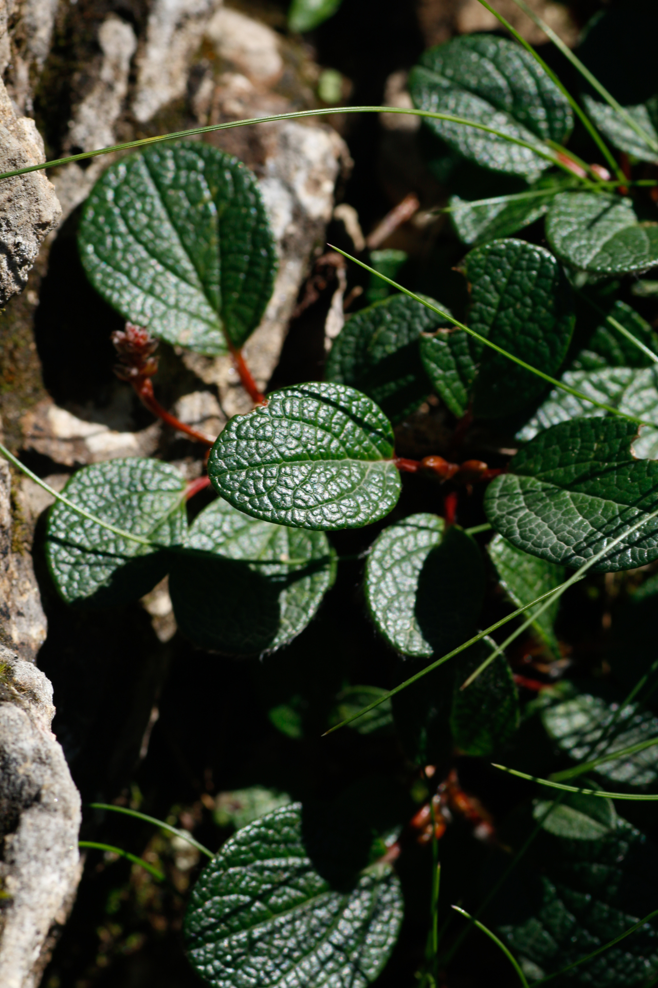 Salix reticulata L. - Photo Bivouac Naturaliste