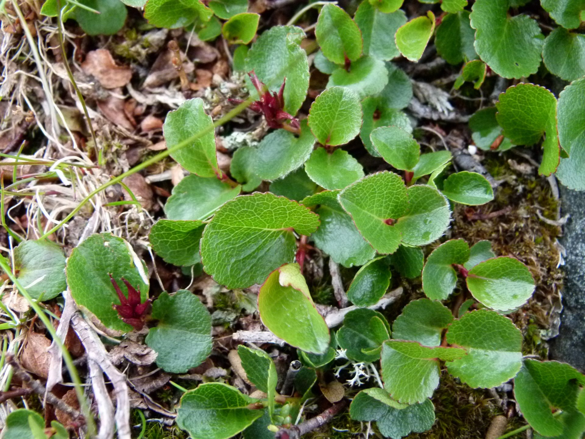 Salix herbacea Sol. - Photo Bivouac Naturaliste