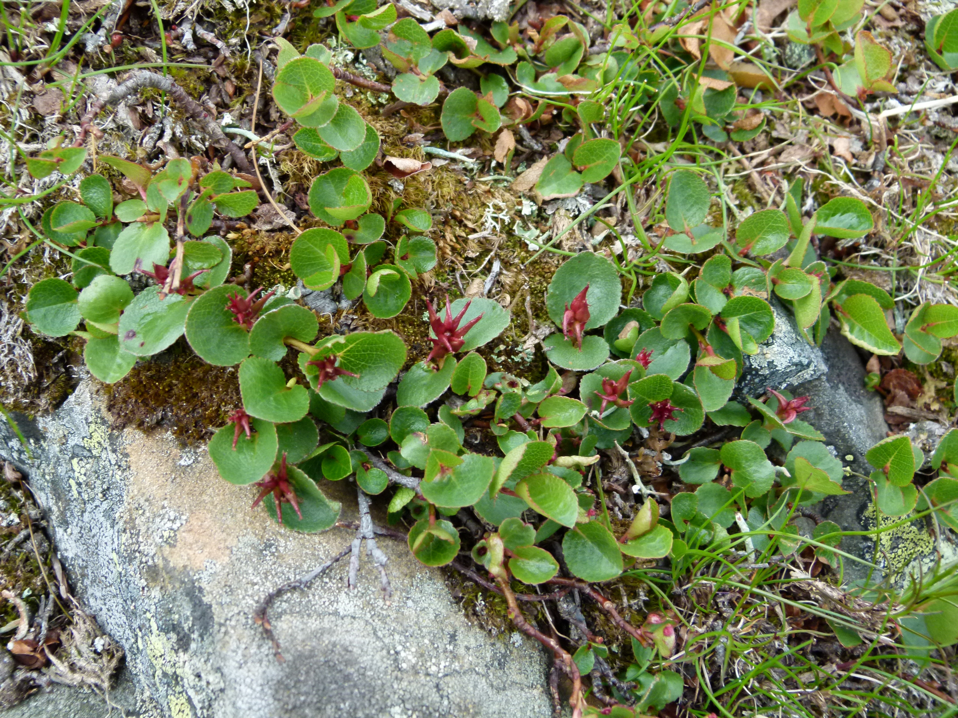 Salix herbacea Sol. - Photo Bivouac Naturaliste