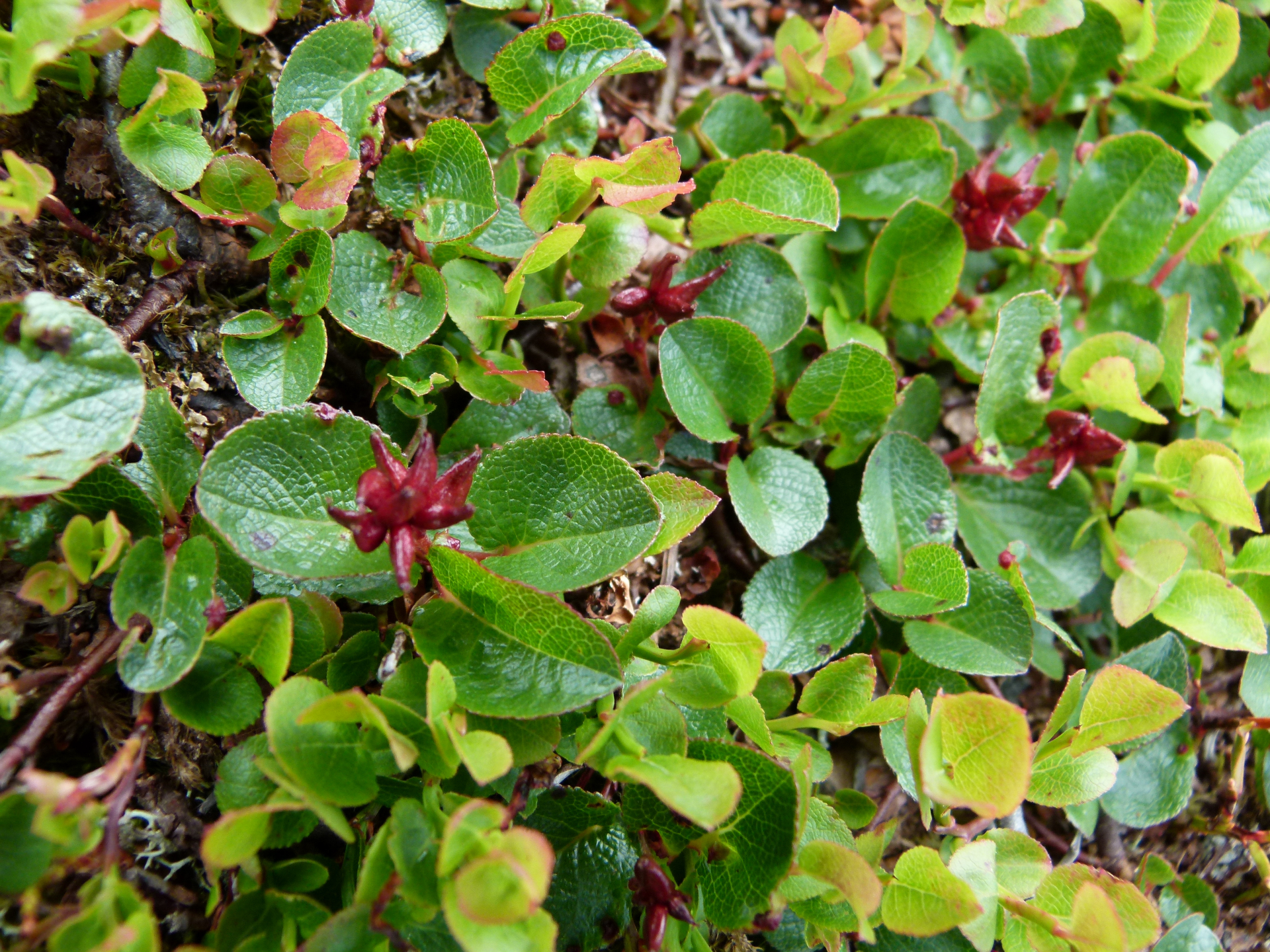 Salix herbacea Sol. - Photo Bivouac Naturaliste