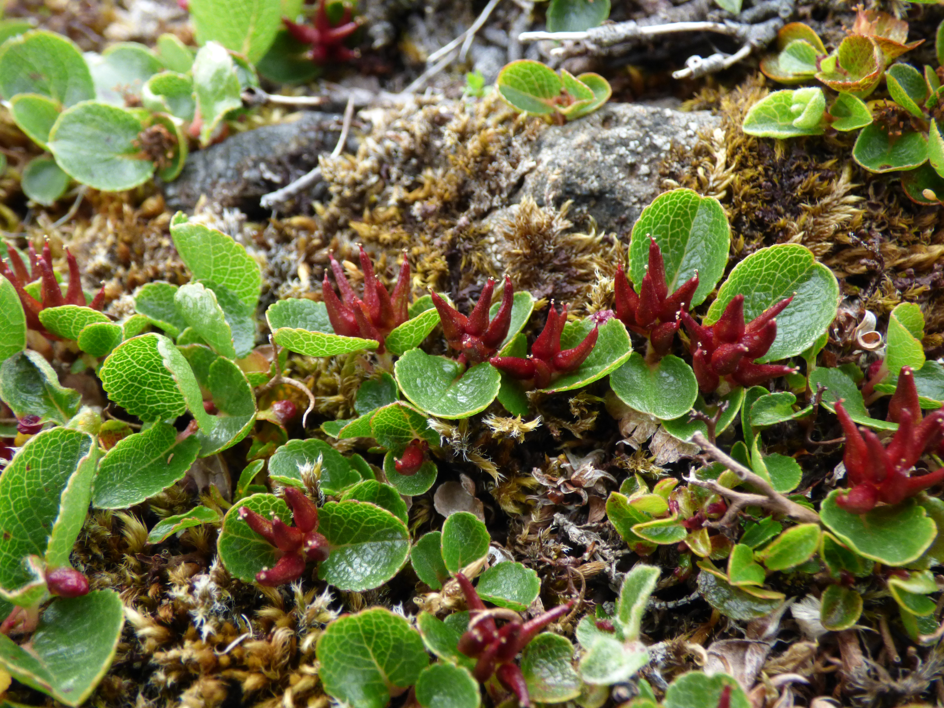 Salix herbacea Sol. - Photo Bivouac Naturaliste