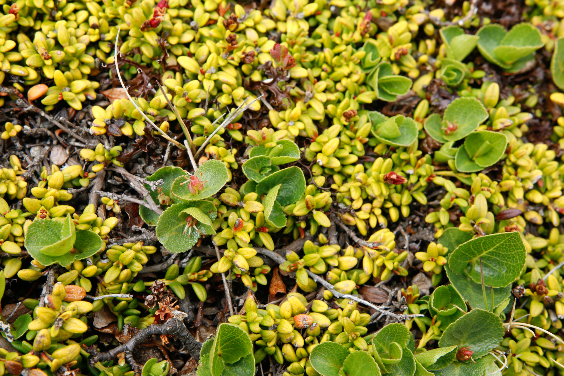 Salix herbacea Sol. - Photo Bivouac Naturaliste
